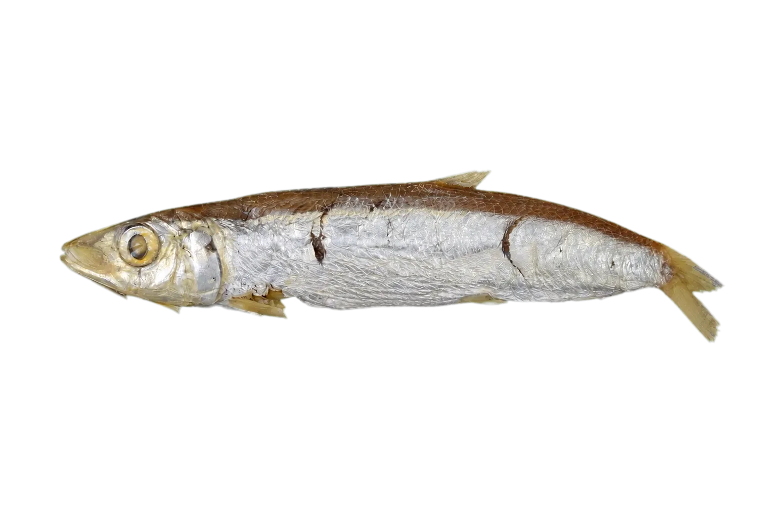 Hasselt's rainbow sardine (Dussumieria hasseltii) specimen