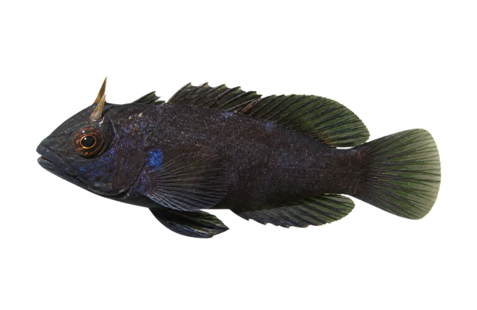 Gulf signal blenny (Emblemaria hypacanthus) specimen