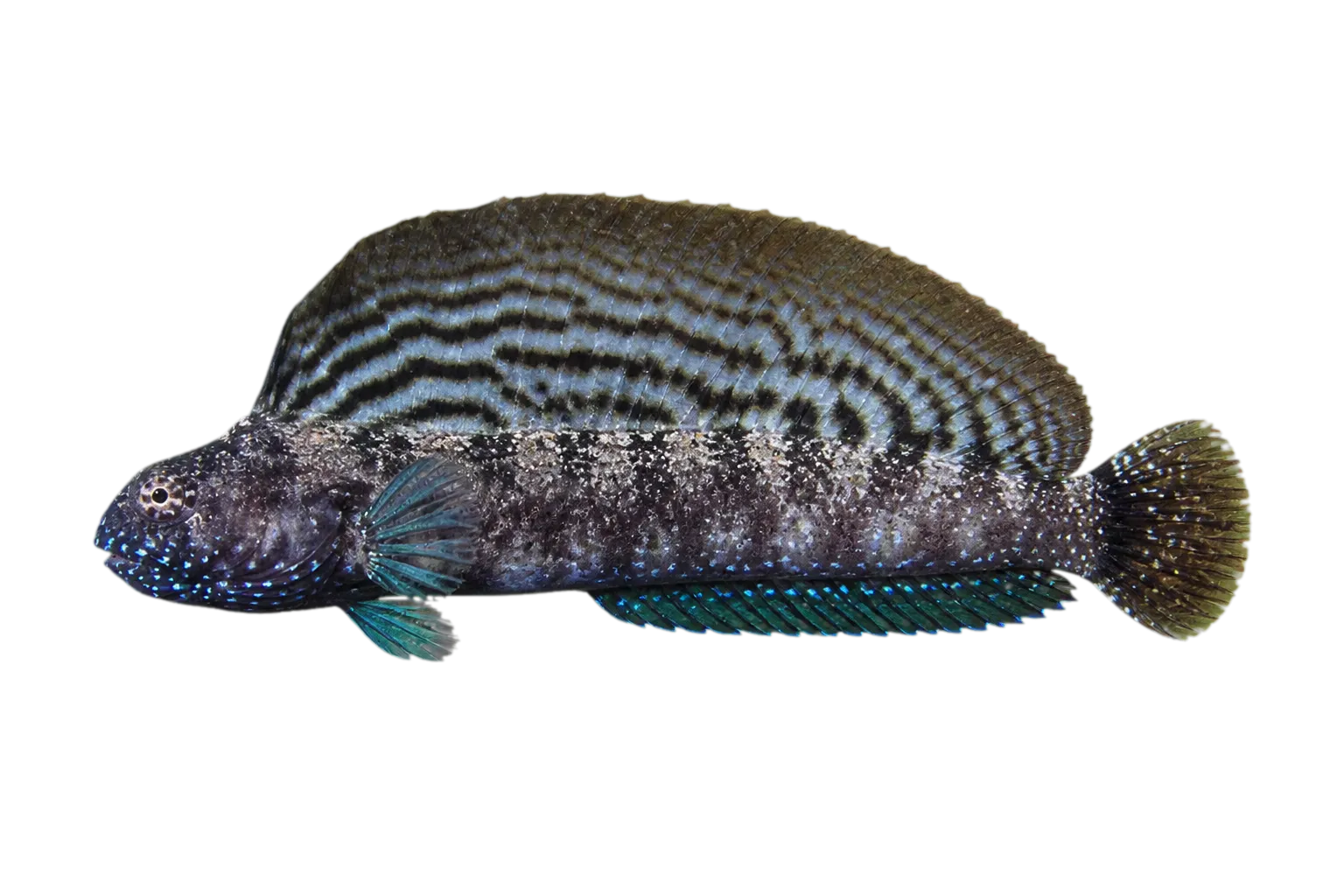 sailfin blenny (Emblemaria pandionis) specimen