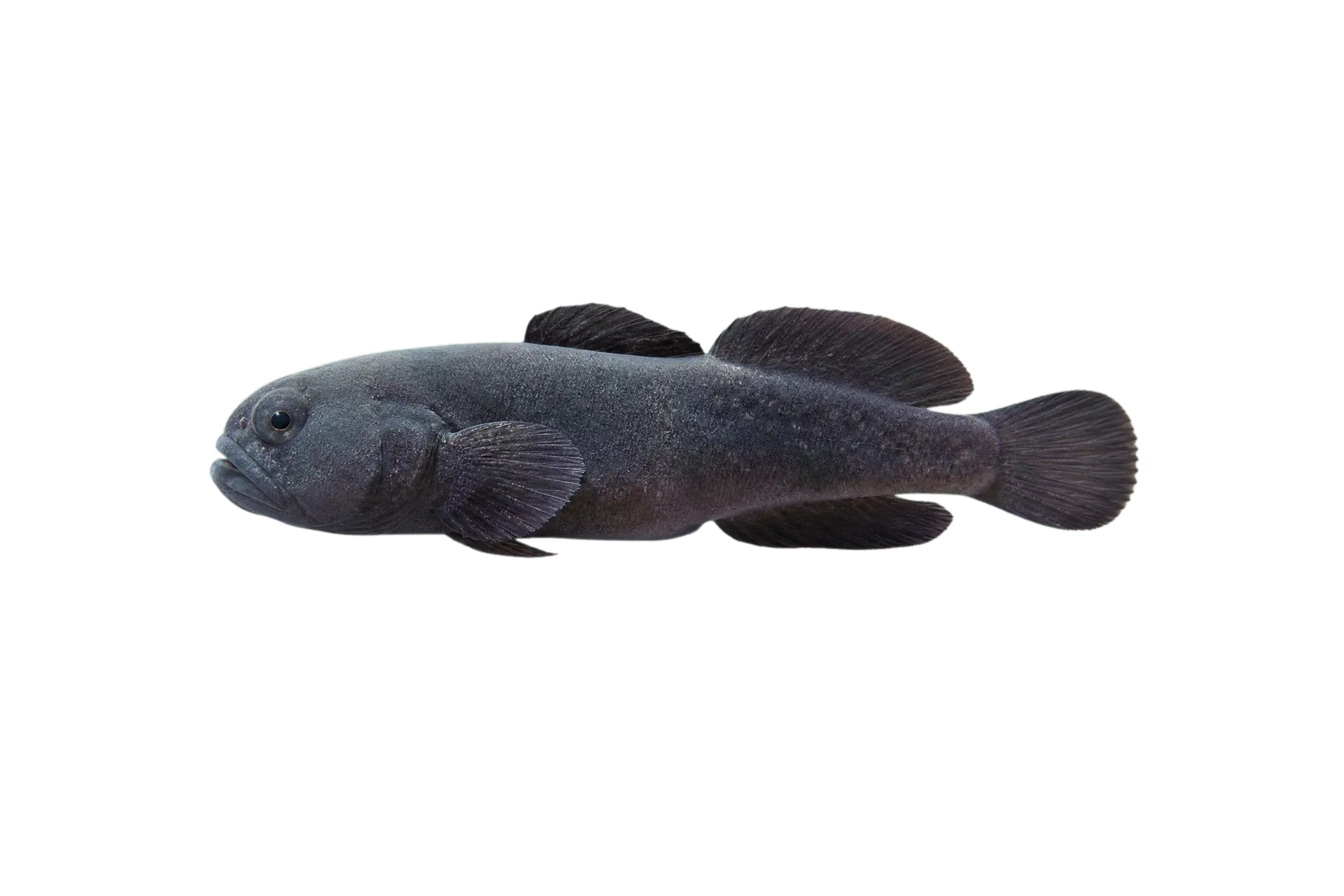blackhead blenny (Emblemariopsis bahamensis) specimen