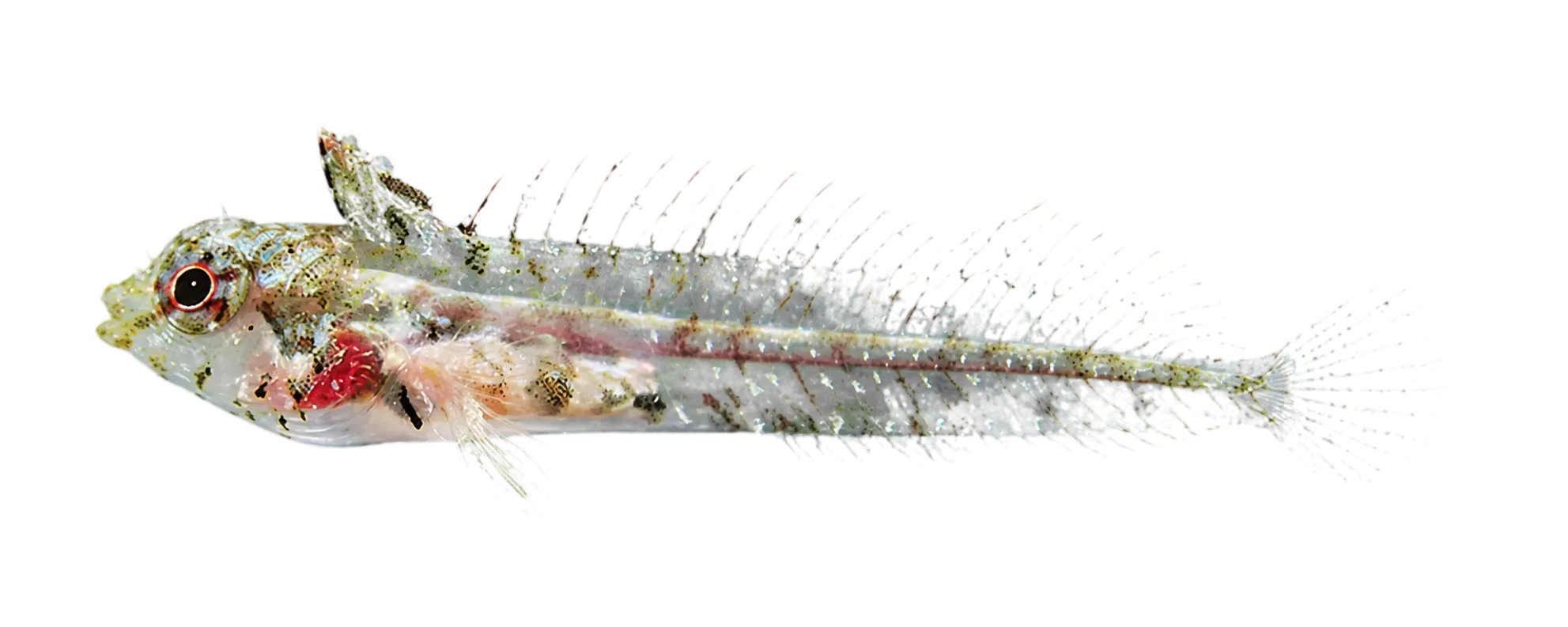 Falcon red banner blenny (Emblemariopsis falcon) specimen
