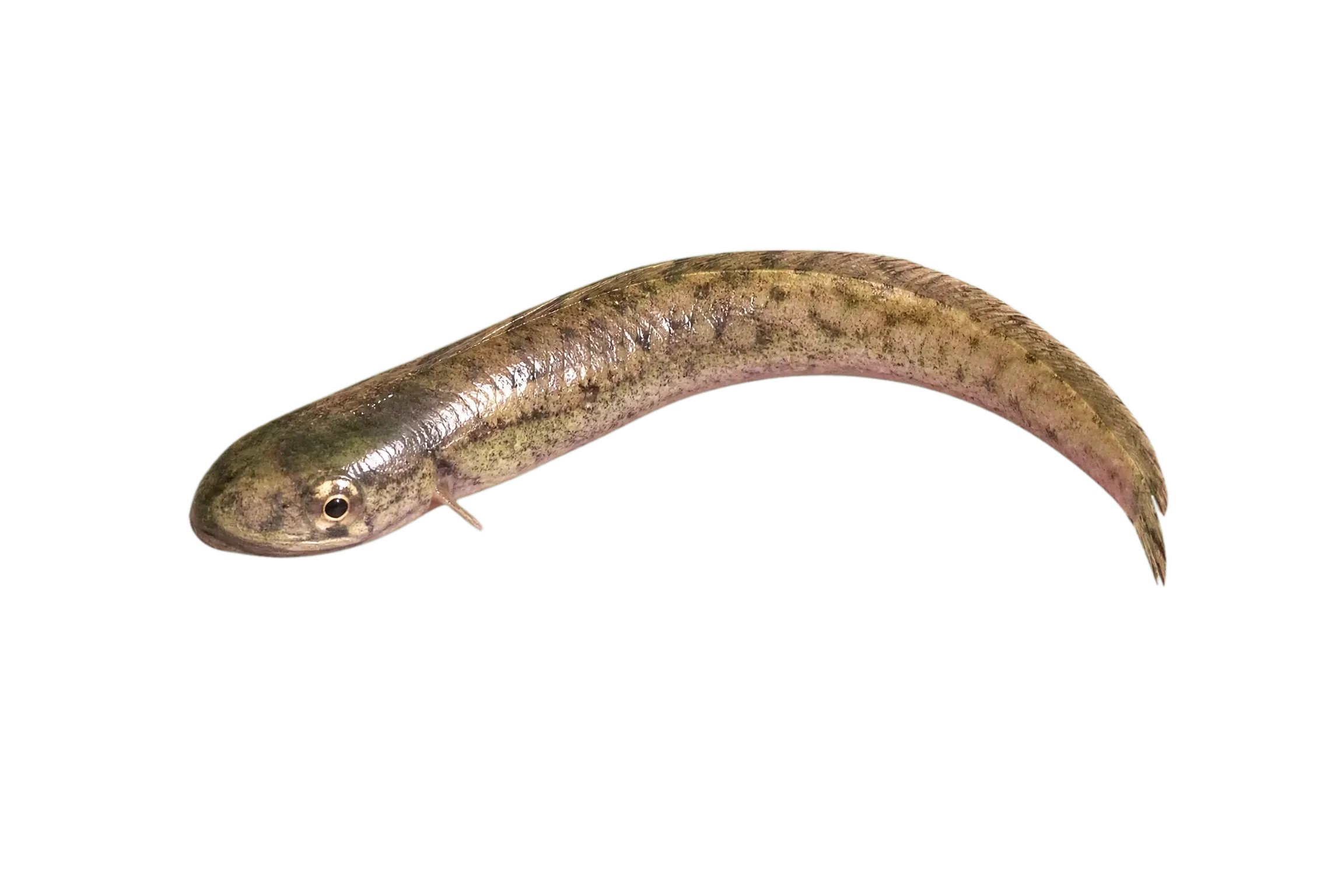 Pahrump poolfish (Empetrichthys latos) specimen