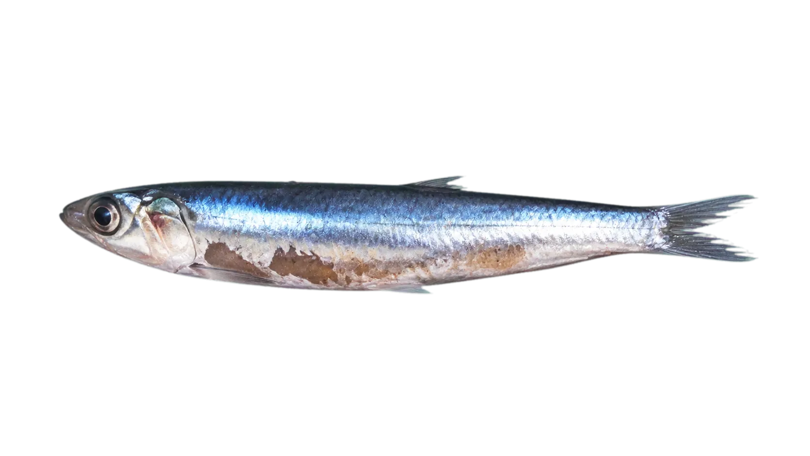 Argentine anchovy (Engraulis anchoita) specimen