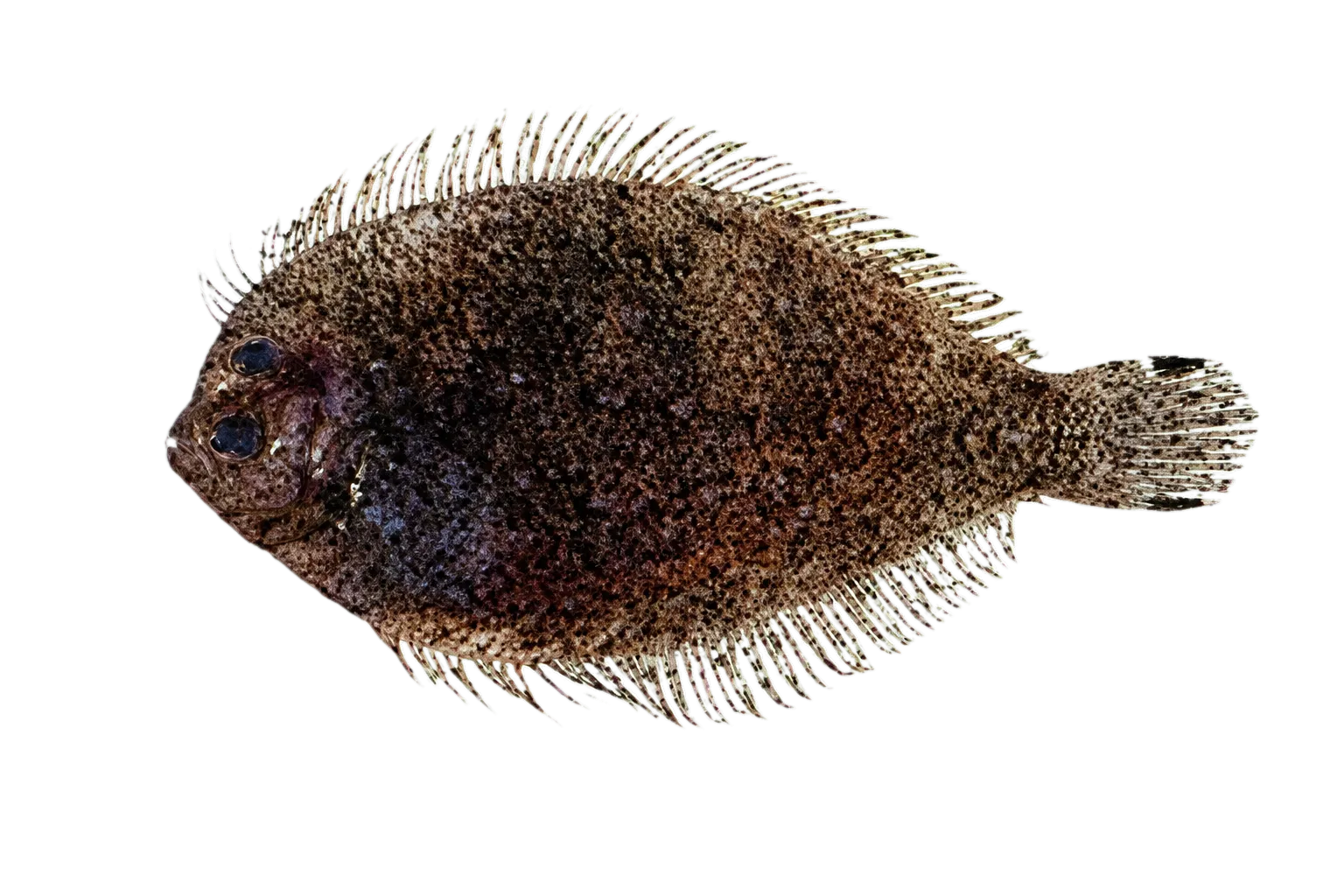 Largescale Flounder (Engyprosopon multisquama) specimen
