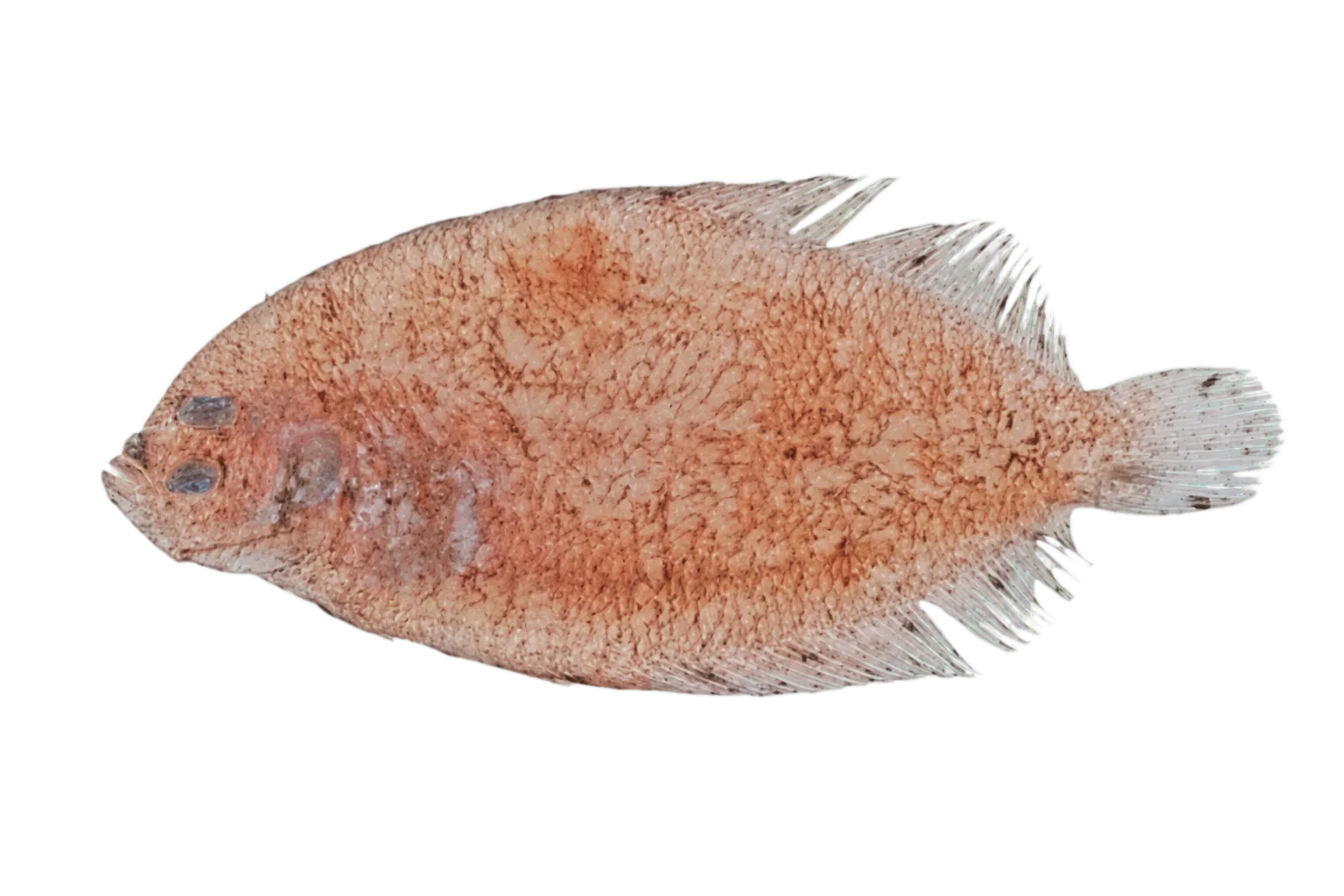 Engyprosopon praeteritus (Engyprosopon praeteritus) specimen