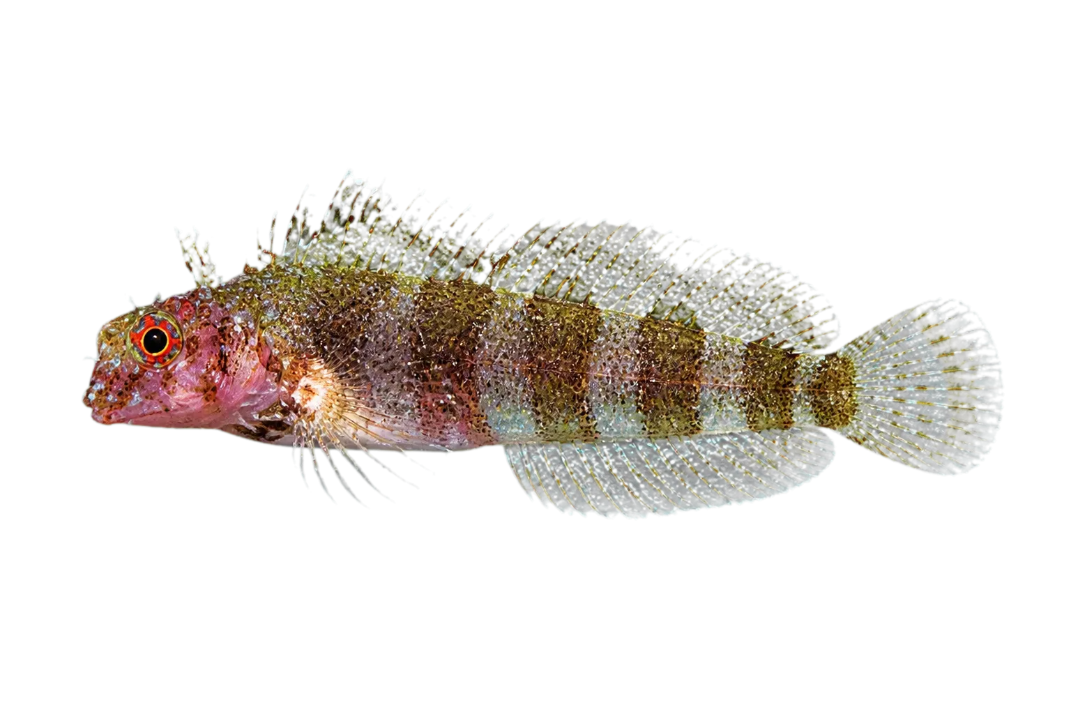 roughhead triplefin (Enneanectes boehlkei) specimen