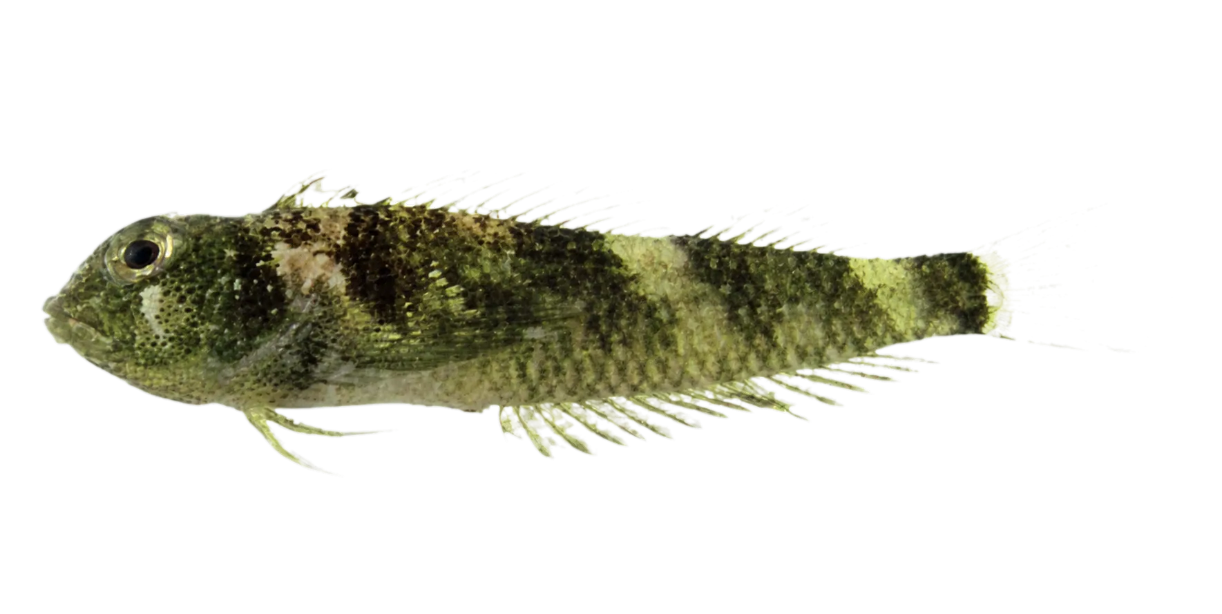 Enneapterygius cheni (Enneapterygius cheni) specimen