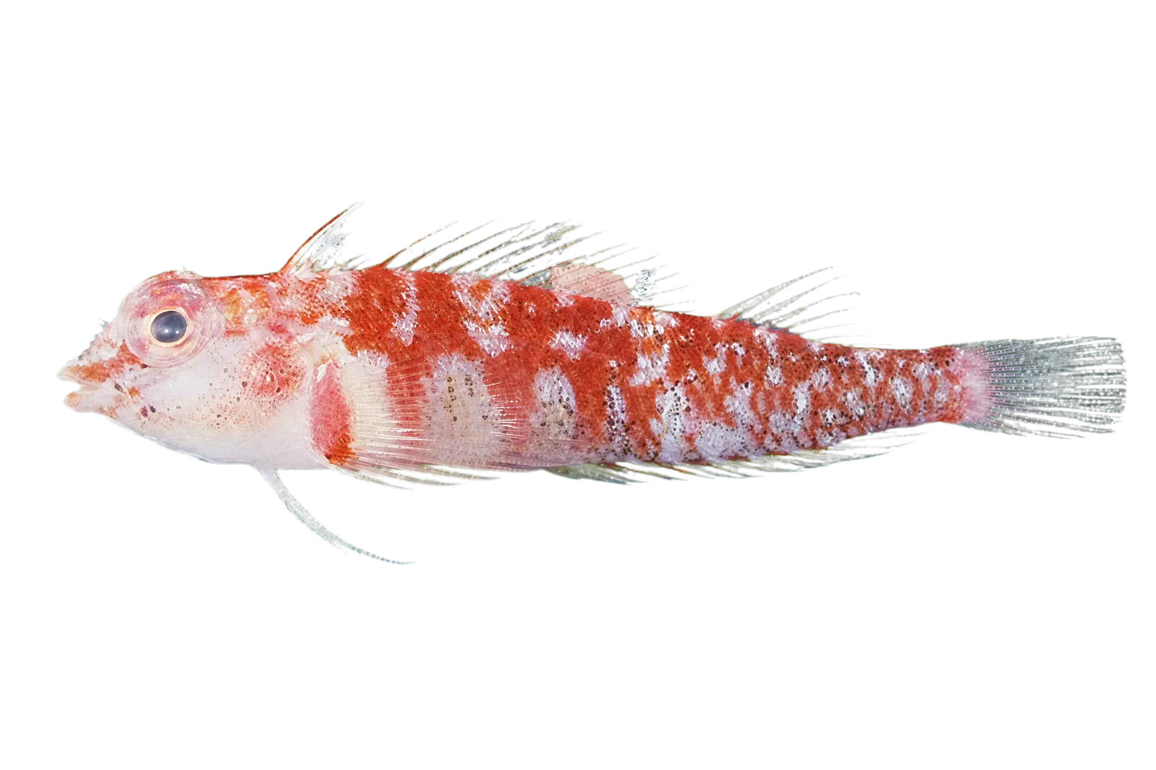 White-spotted triplefin (Enneapterygius triserialis) specimen