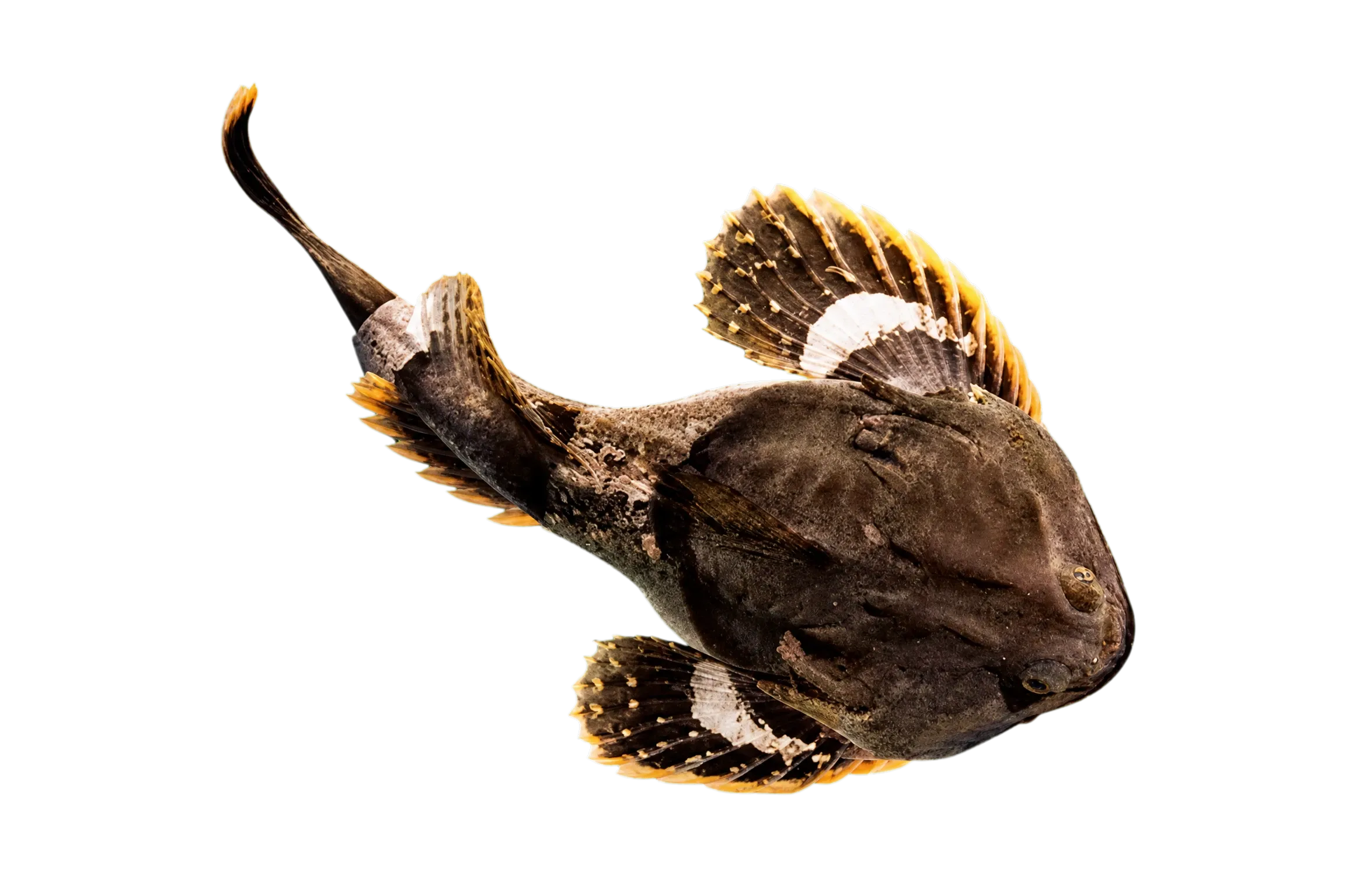 buffalo sculpin (Enophrys bison) specimen