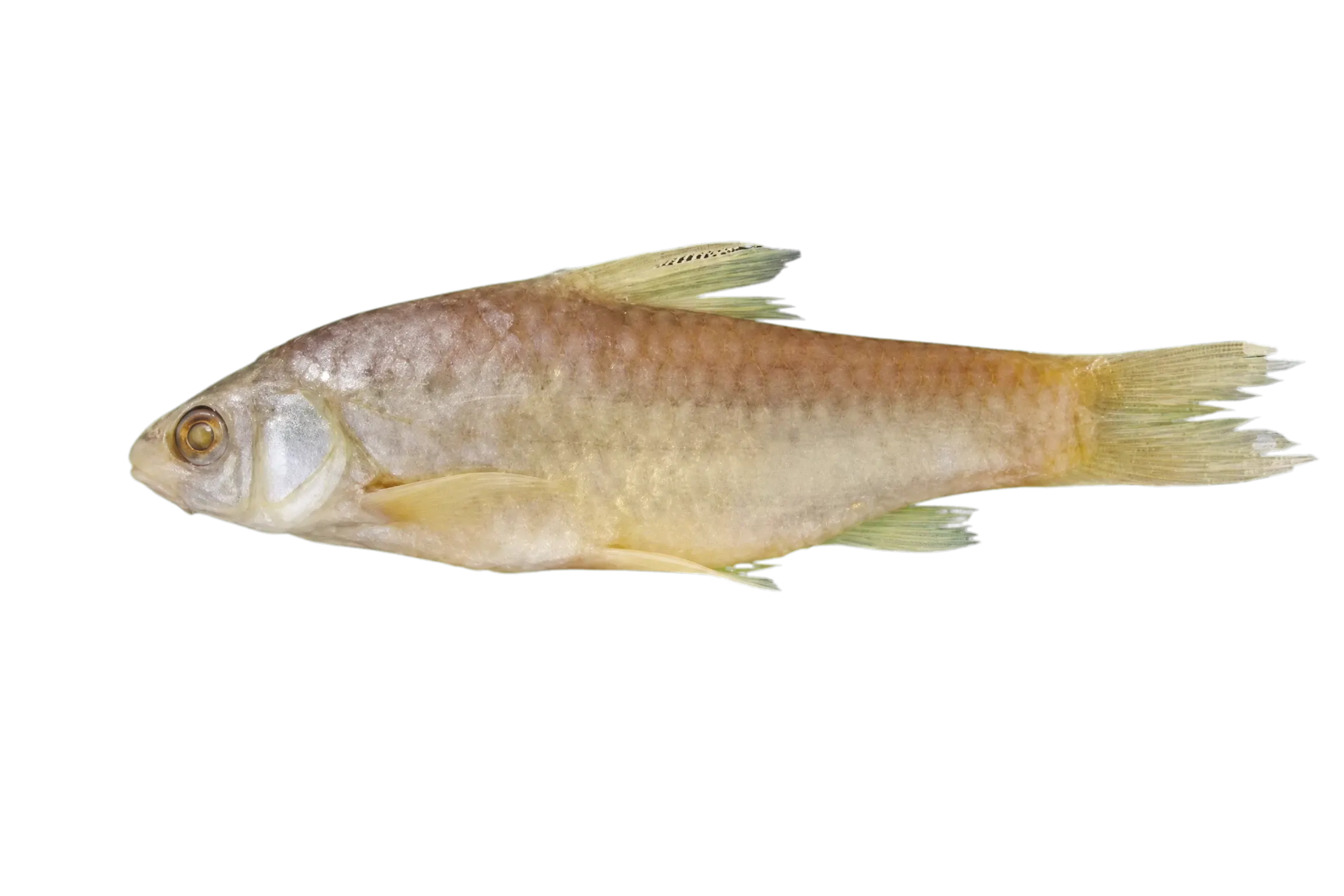 Rosefin barb (Enteromius argenteus) specimen
