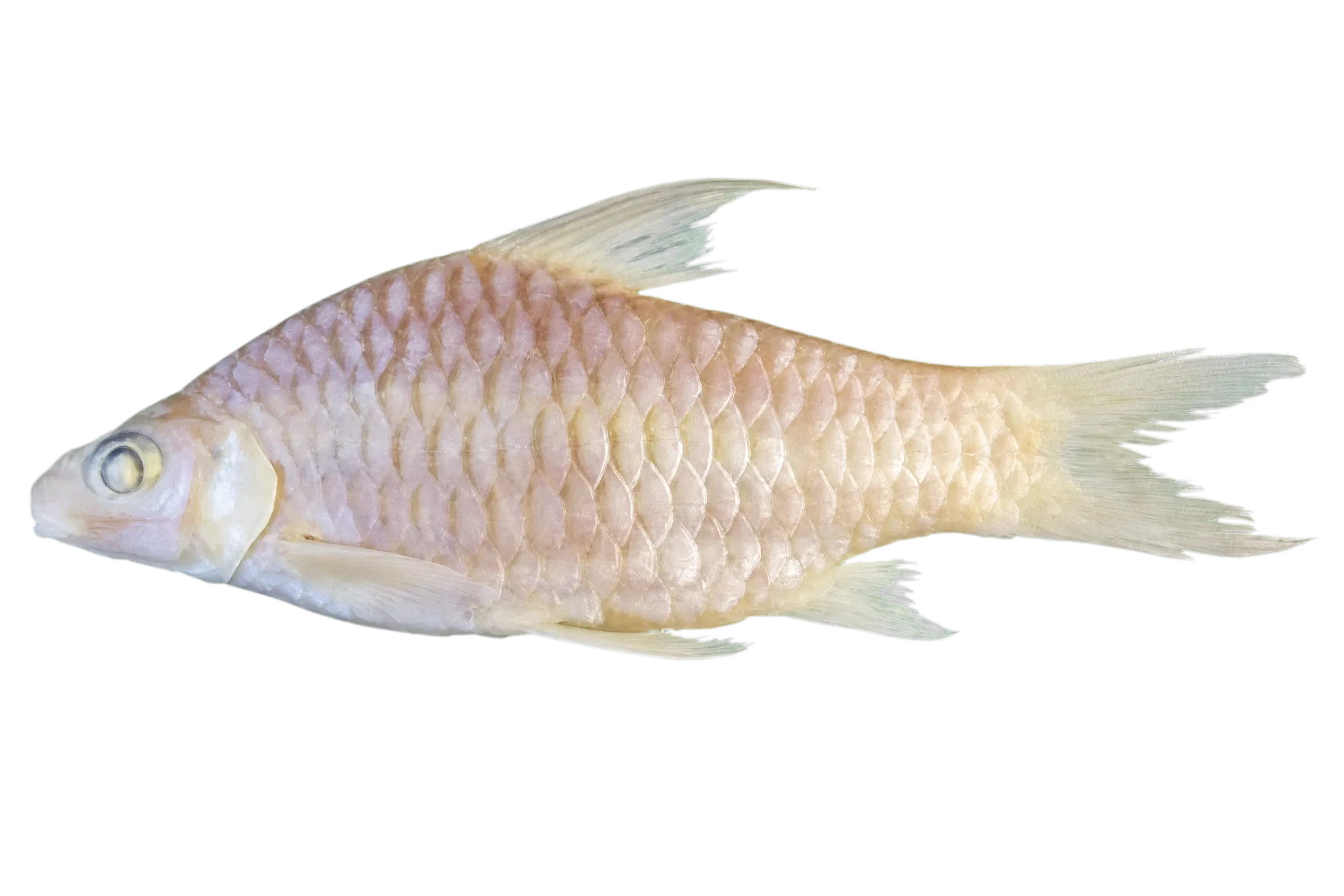 Enteromius aspilus (Enteromius aspilus) specimen