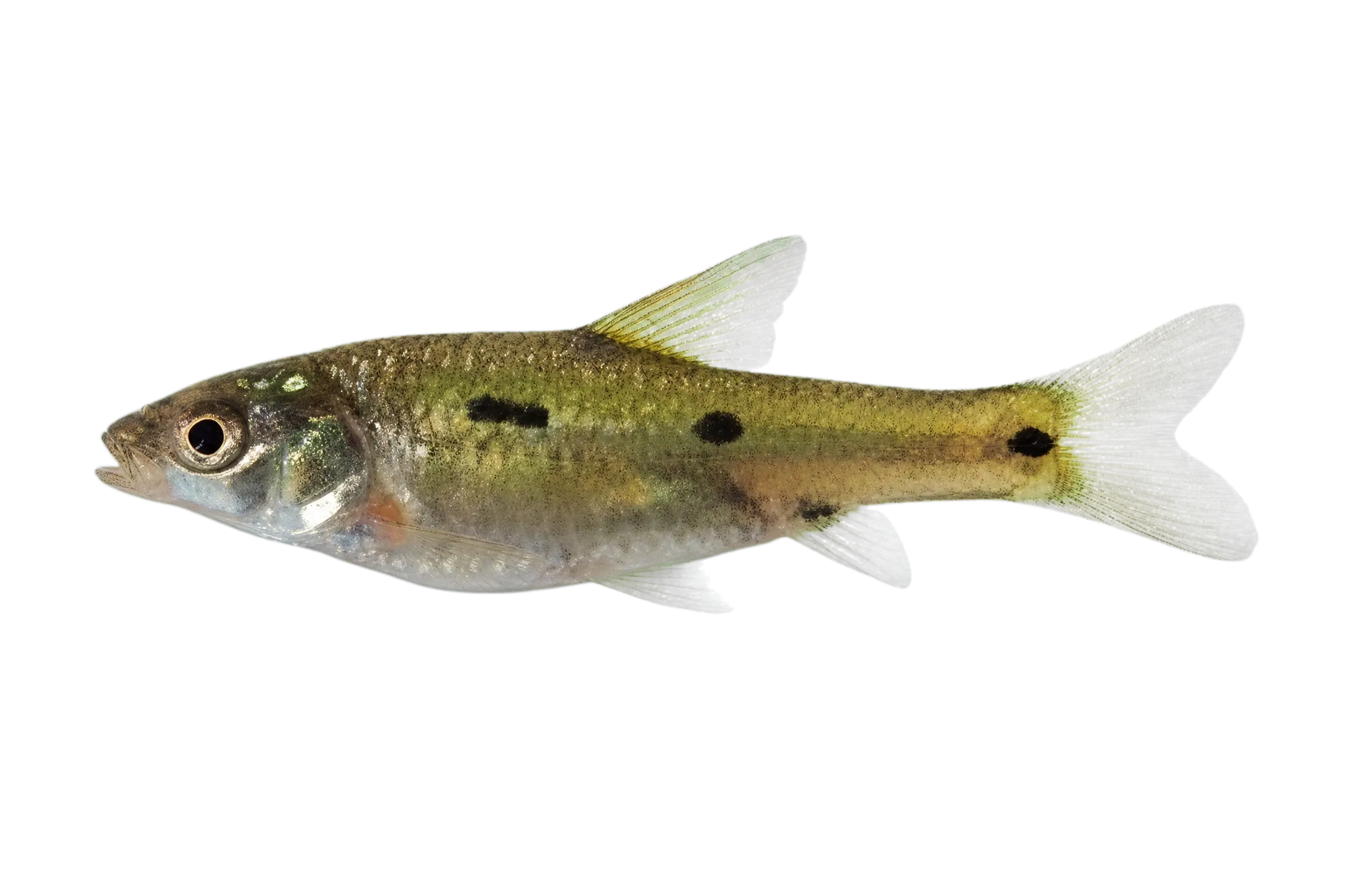 Dash-dot barb (Enteromius atkinsoni) specimen