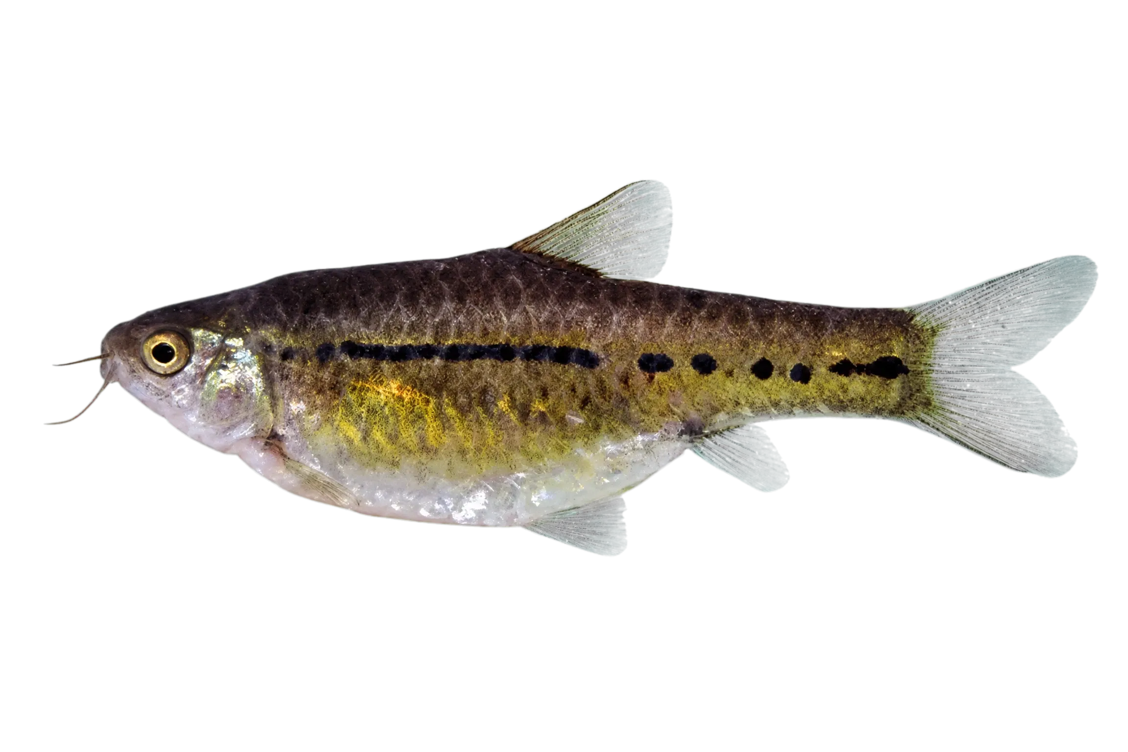 Linespotted ufipa barb (Enteromius brachygramma) specimen
