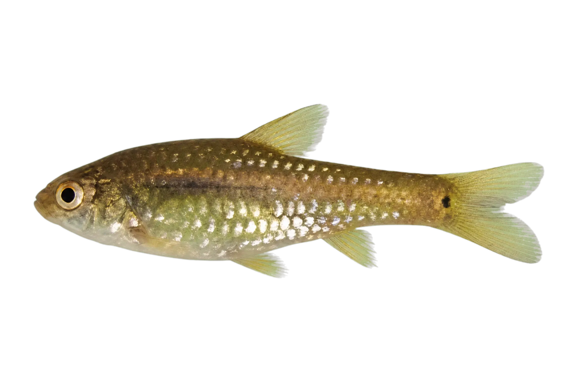 Dwarf barb (Enteromius brevidorsalis) specimen