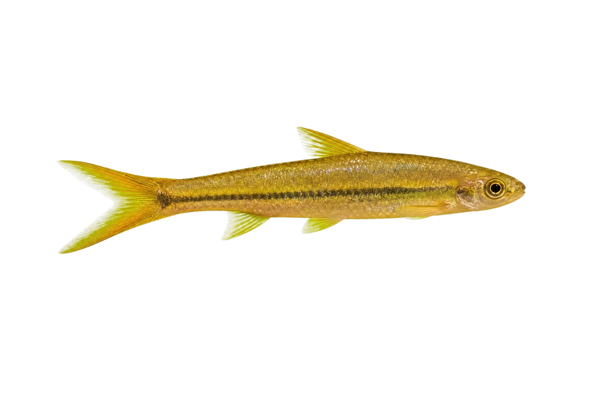 Shortfin barb (Enteromius brevipinnis) specimen