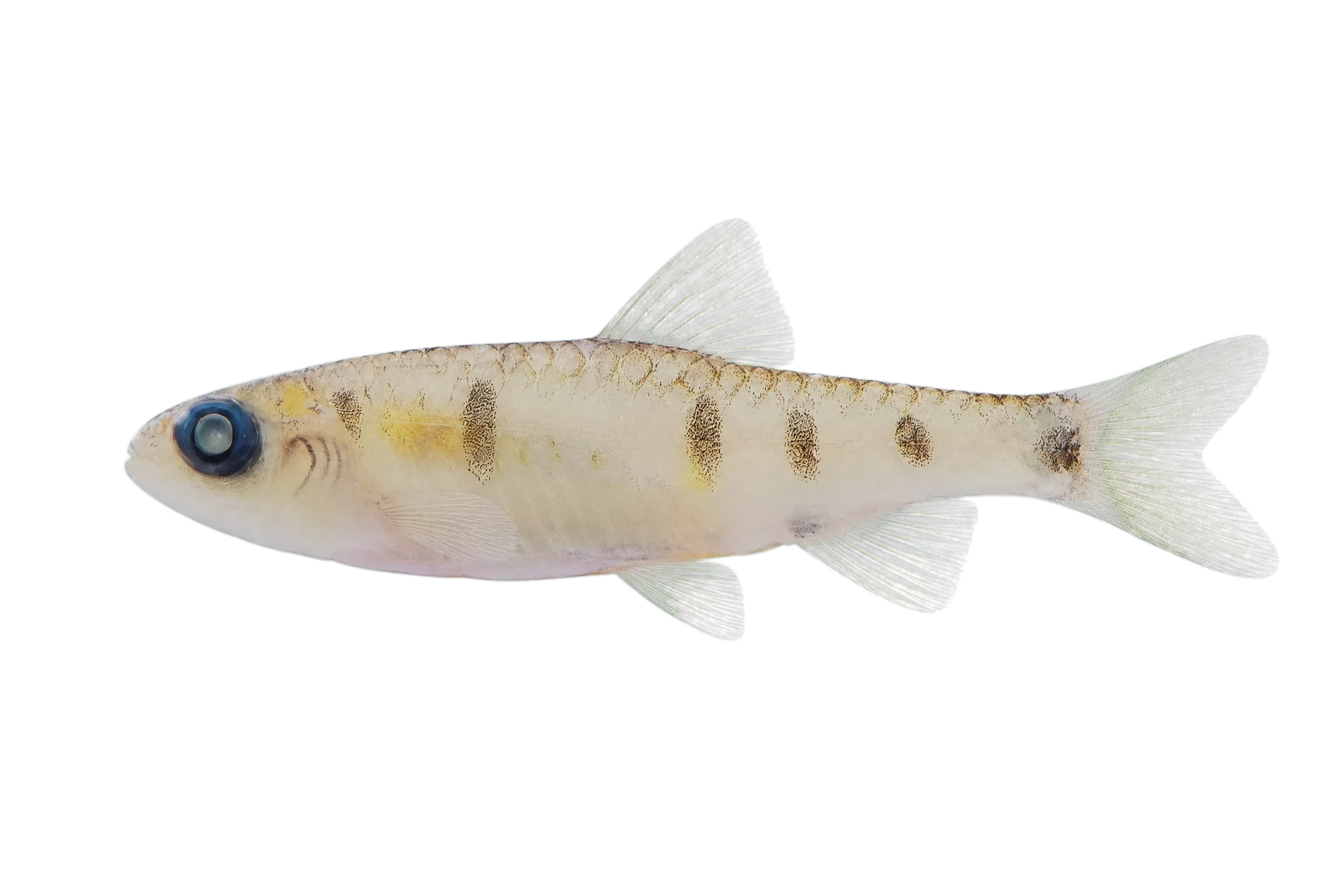 Enteromius collarti (Enteromius collarti) specimen