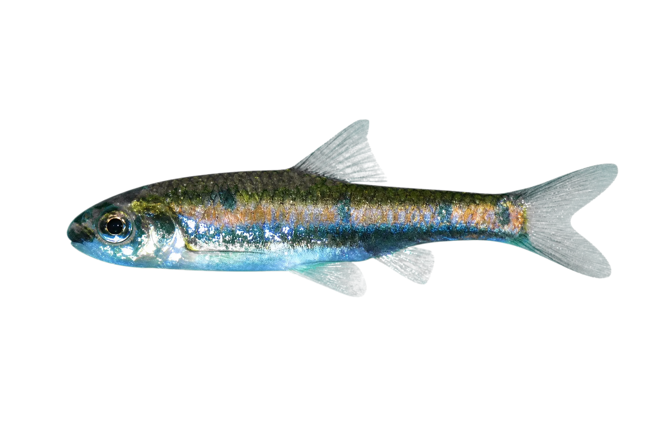 Enteromius erythrozonus (Enteromius erythrozonus) specimen