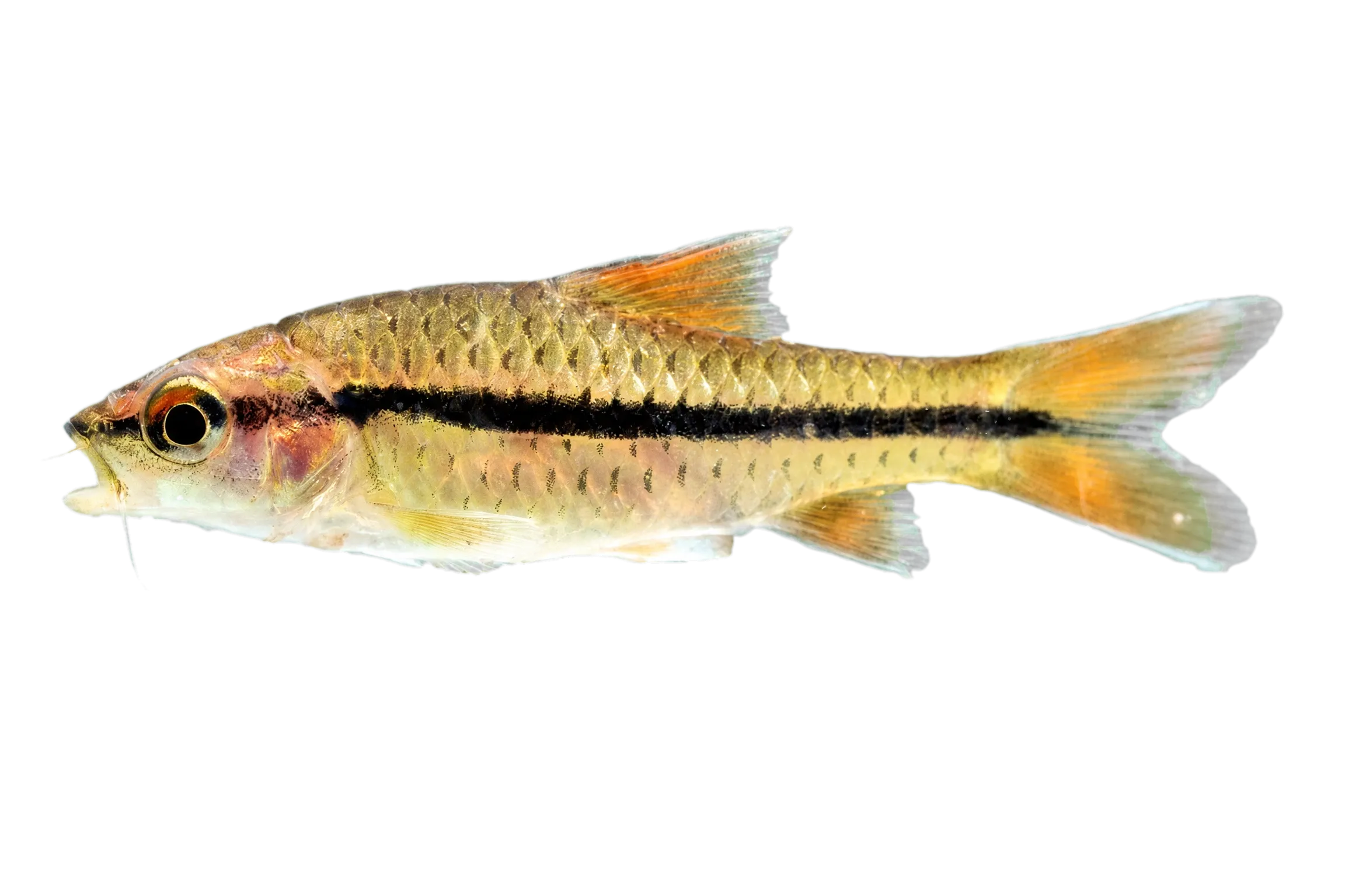 Spotscale barb (Enteromius holotaenia) specimen