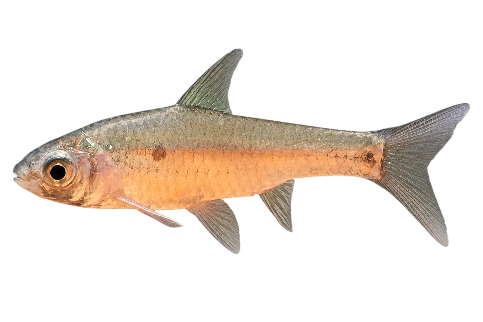 Enteromius humilis (Enteromius humilis) specimen