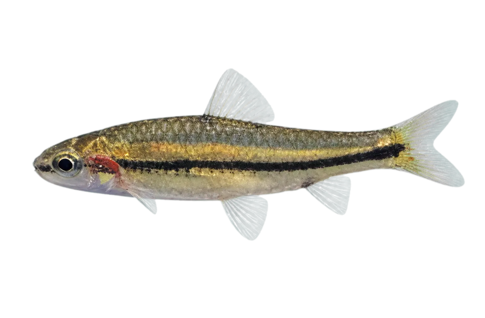 Enteromius inaequalis (Enteromius inaequalis) specimen