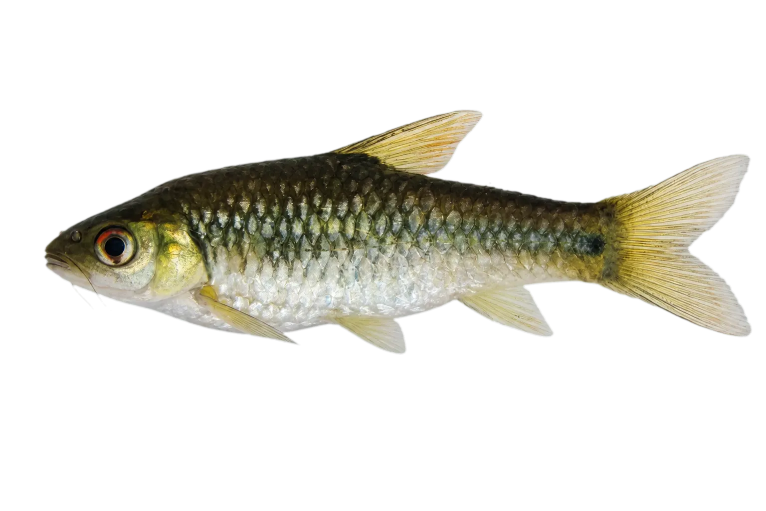 Gillbar barb (Enteromius kessleri) specimen