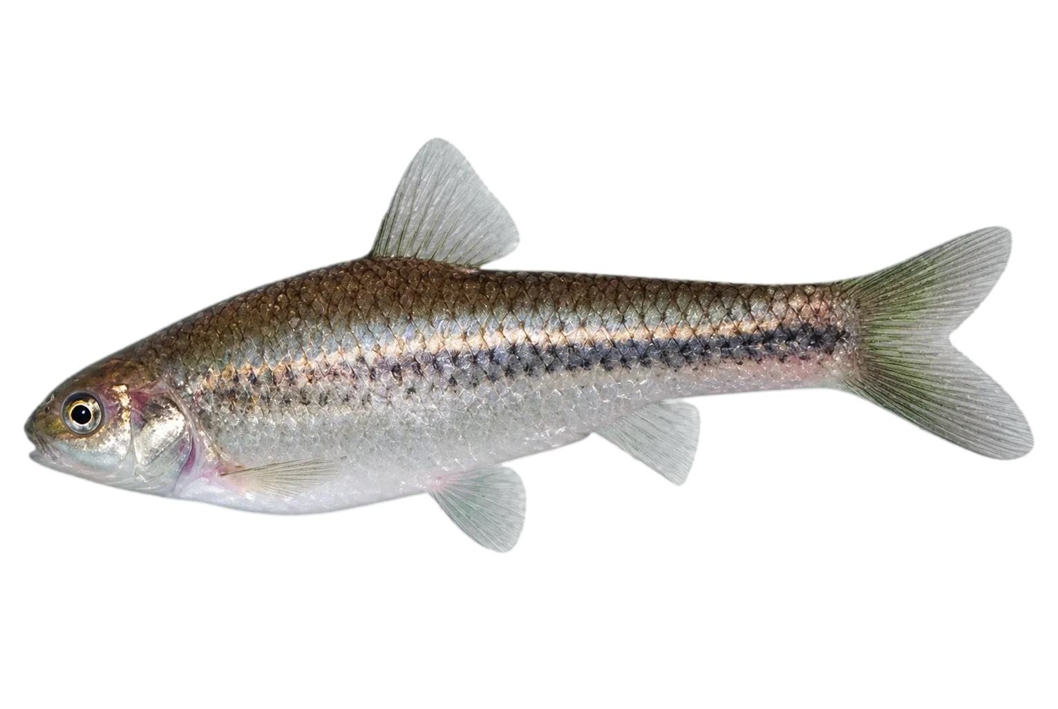 Marico barb (Enteromius motebensis) specimen