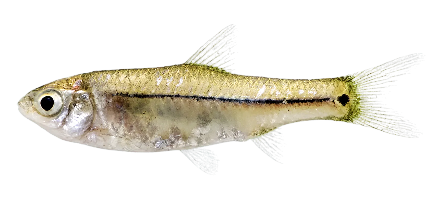 Enteromius nigrifilis (Enteromius nigrifilis) specimen