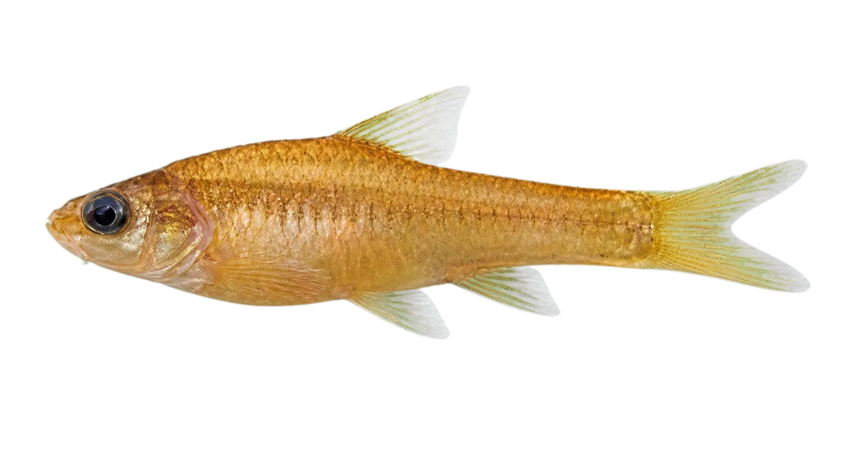 Enteromius profundus (Enteromius profundus) specimen