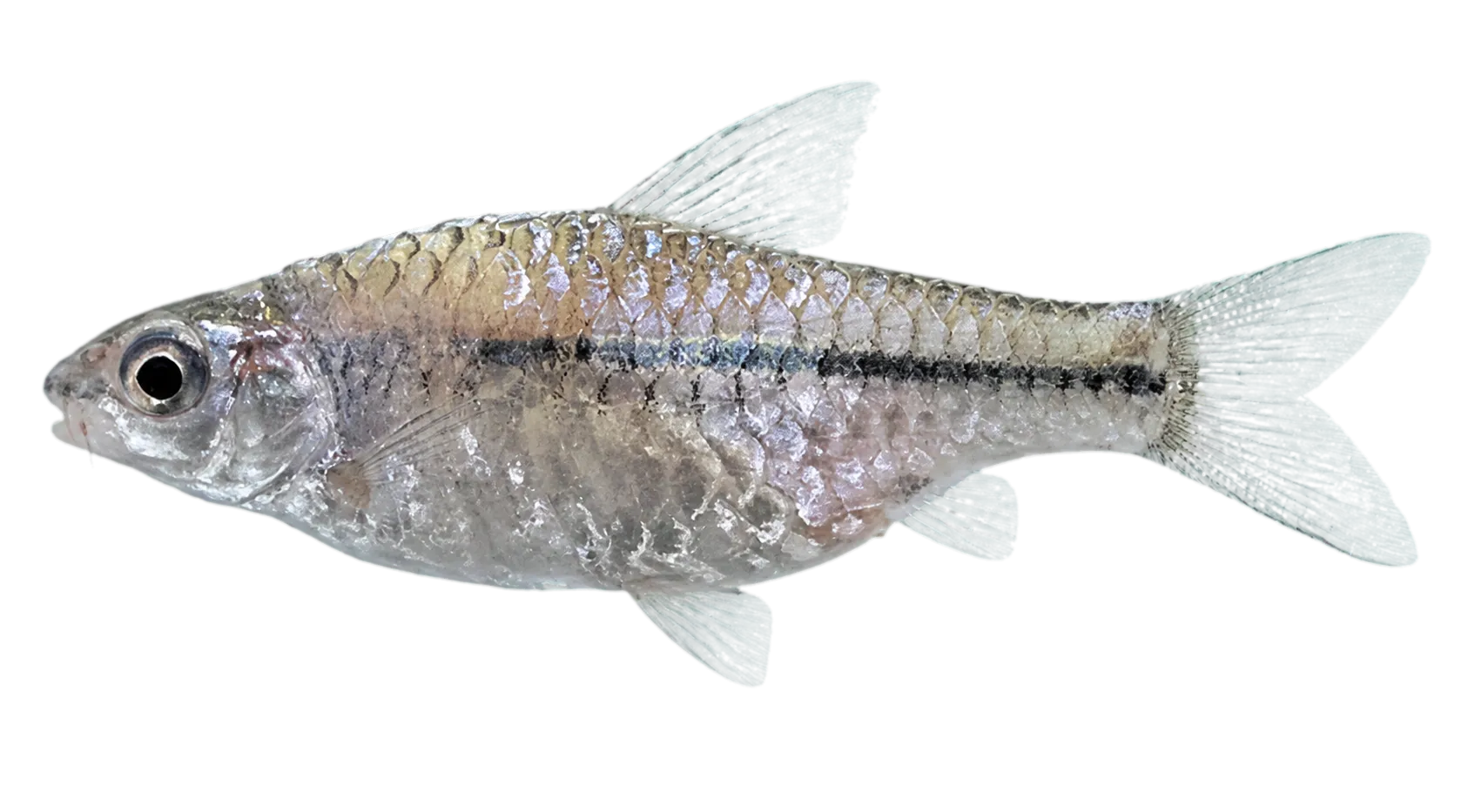 Enteromius punctitaeniatus (Enteromius punctitaeniatus) specimen