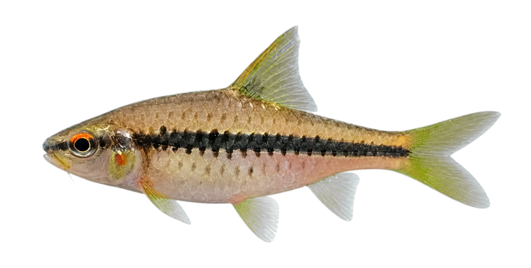 Enteromius rubrostigma (Enteromius rubrostigma) specimen