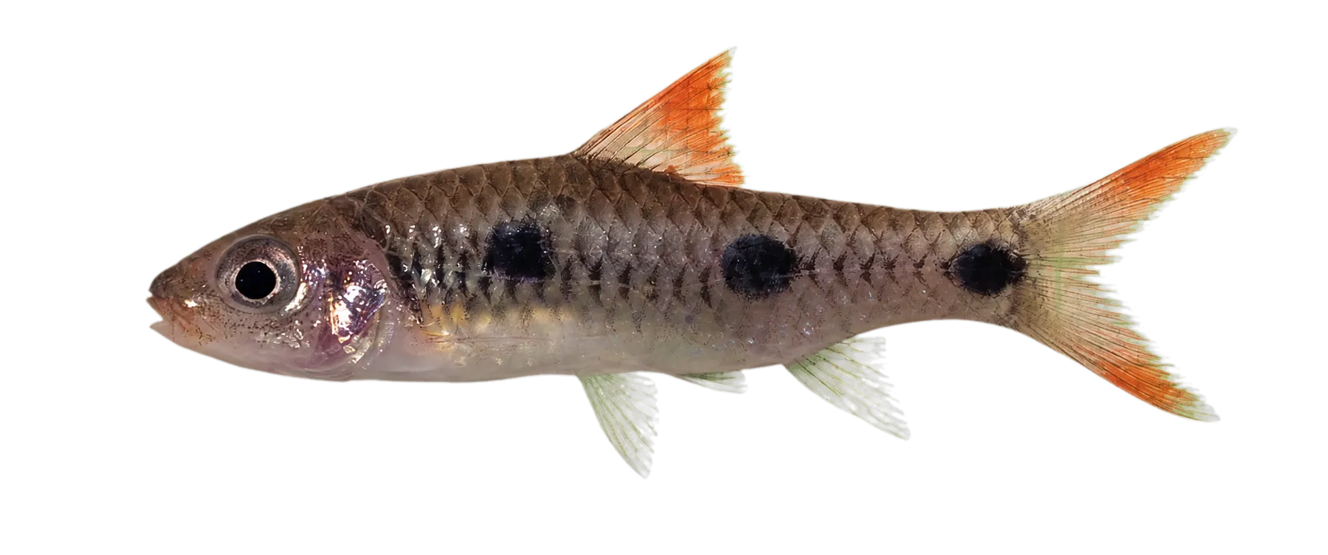 Enteromius traorei (Enteromius traorei) specimen