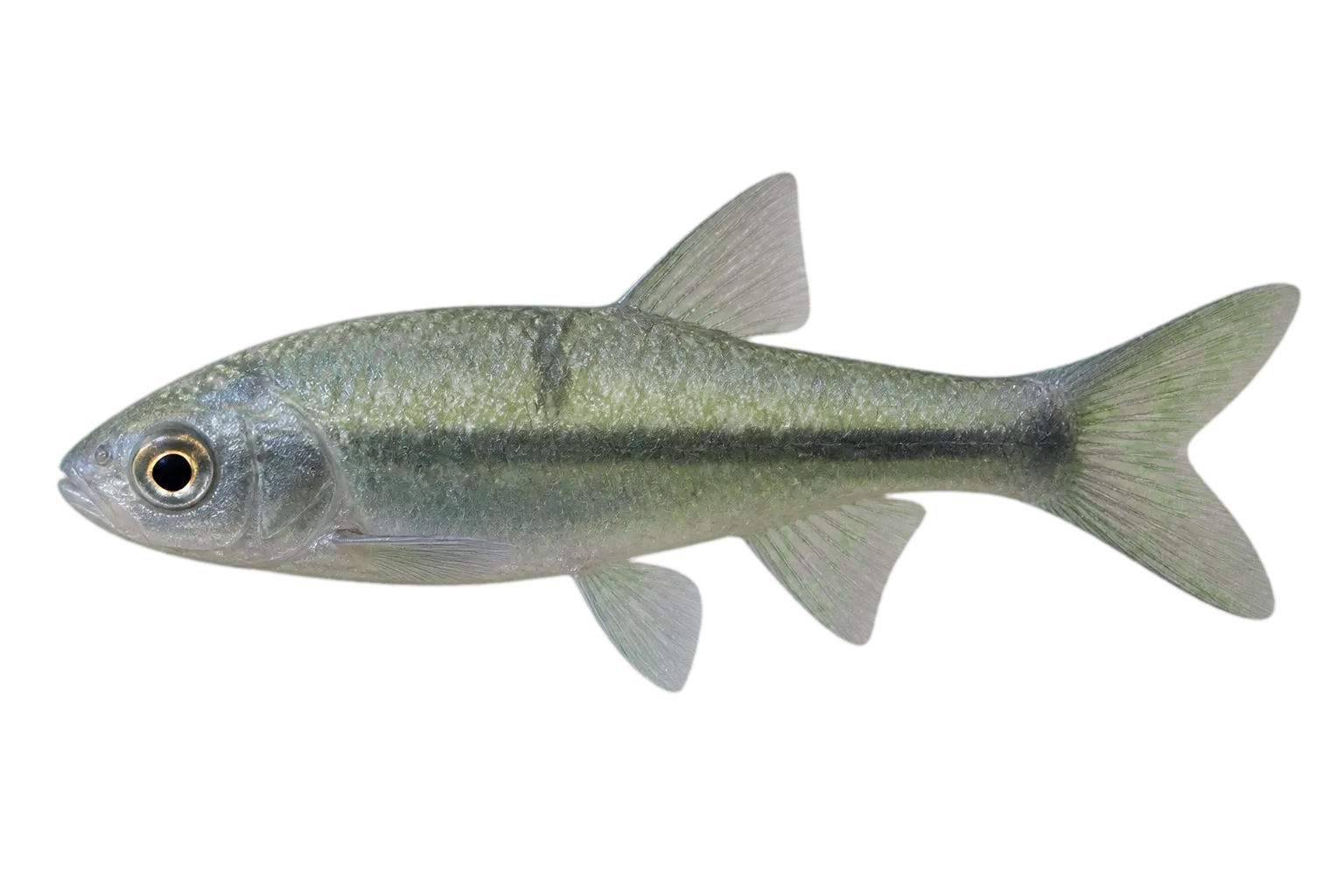 Treur barb (Enteromius treurensis) specimen