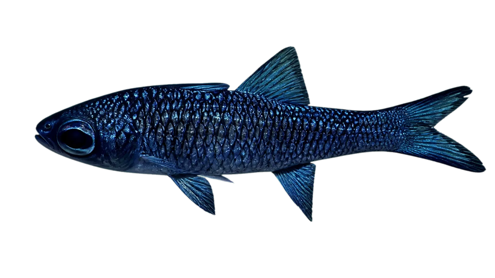 Epigonus glossodontus (Epigonus glossodontus) specimen
