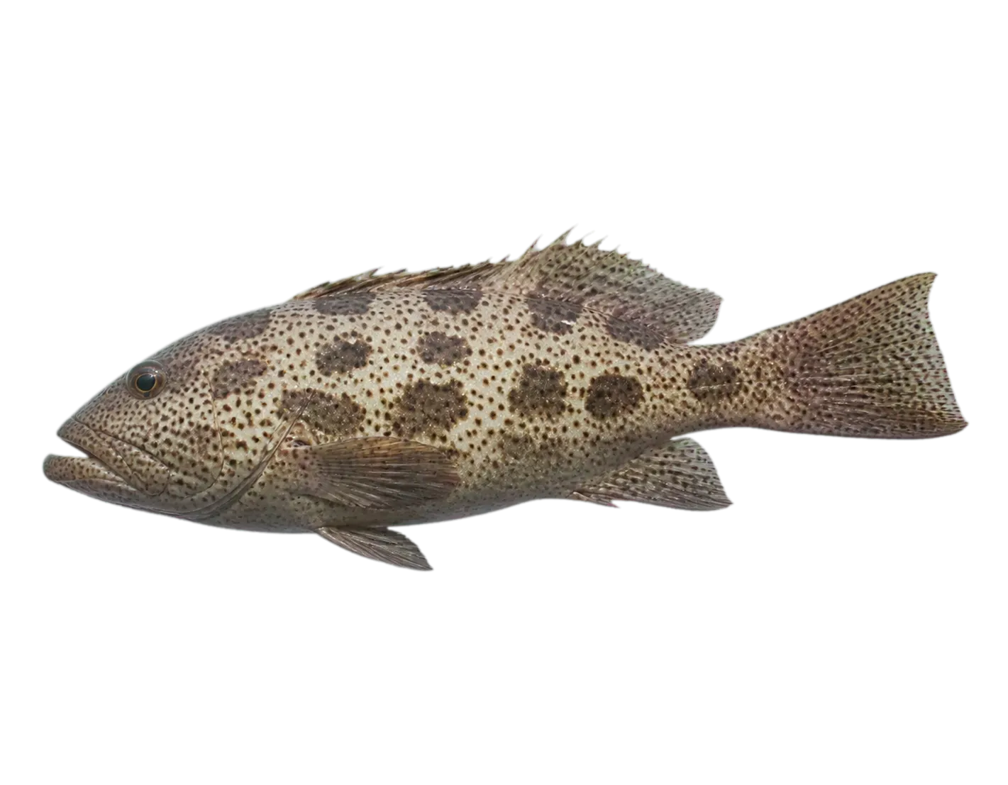 Coral Grouper (Epinephelus geoffroyi) specimen