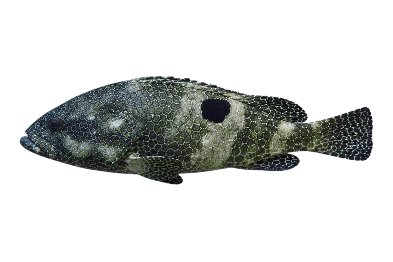 one-blotch grouper (Epinephelus melanostigma) specimen