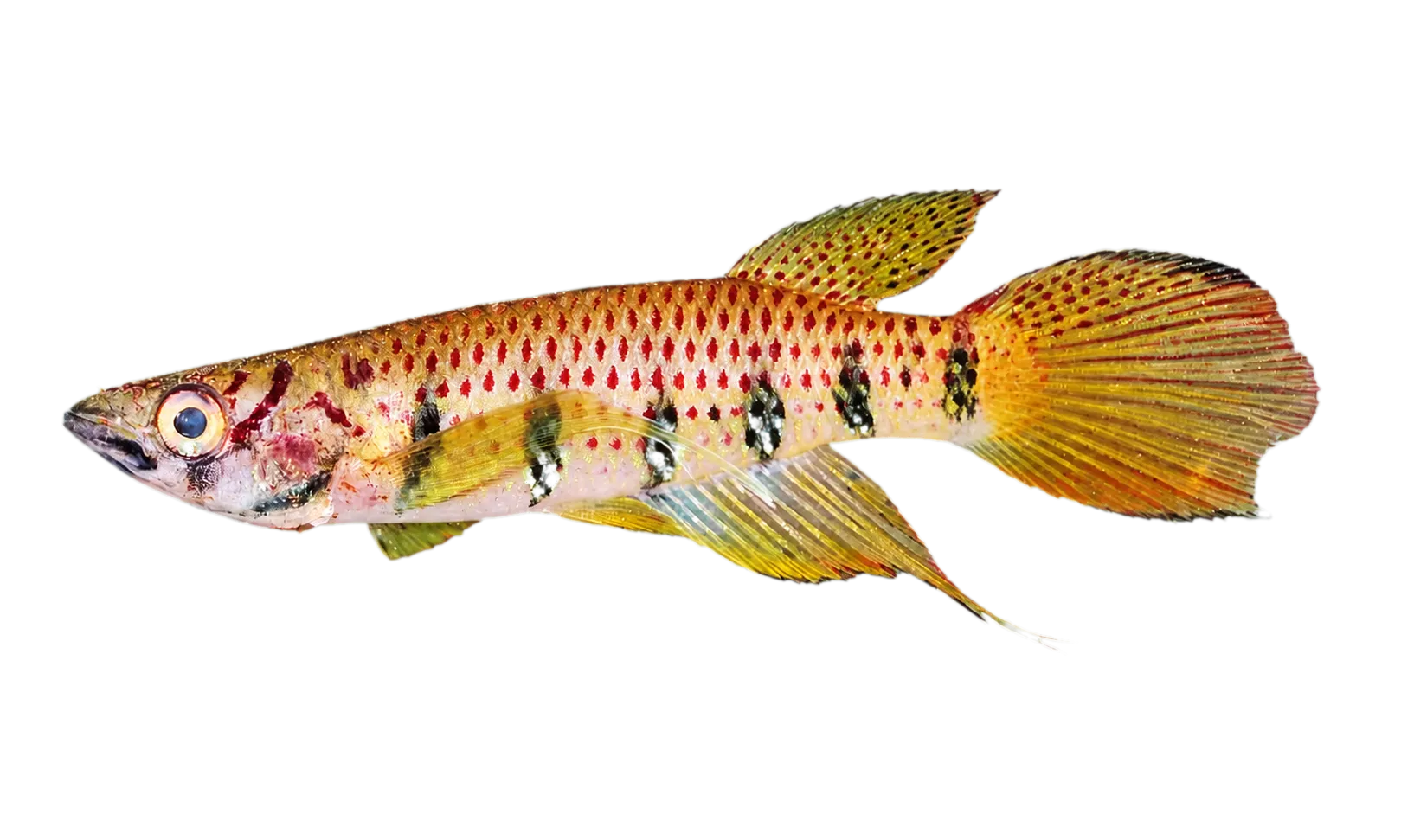 Epiplatys ansorgii (Epiplatys ansorgii) specimen