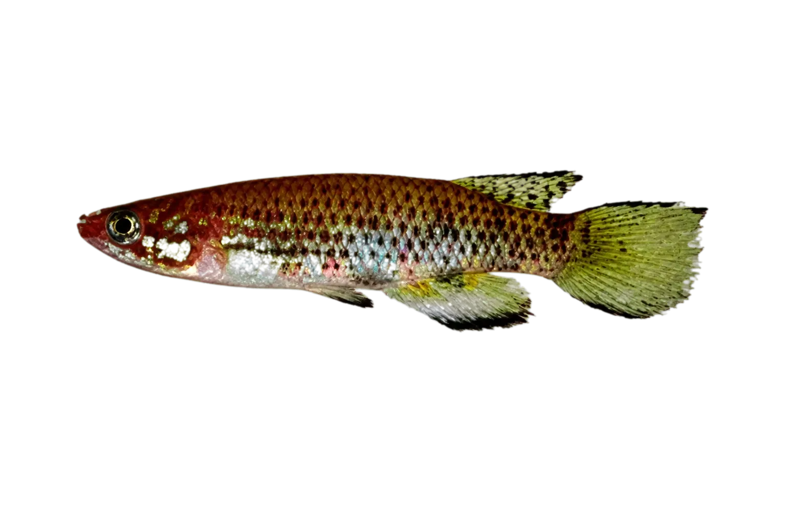 Epiplatys phoeniceps (Epiplatys phoeniceps) specimen
