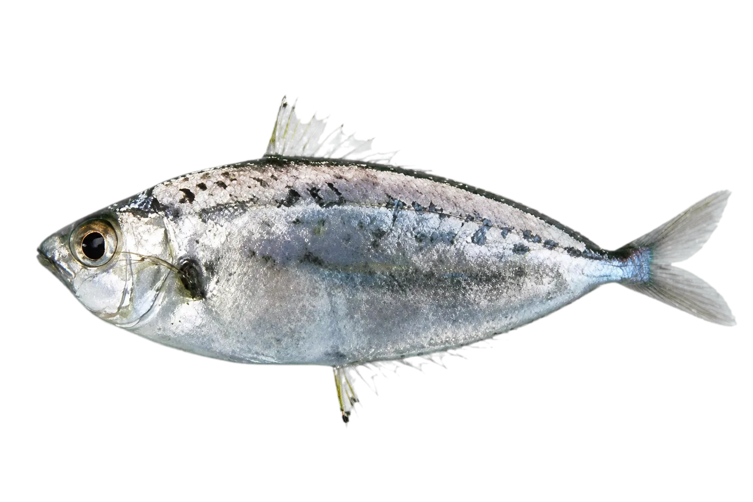 Pope's ponyfish (Equulites popei) specimen