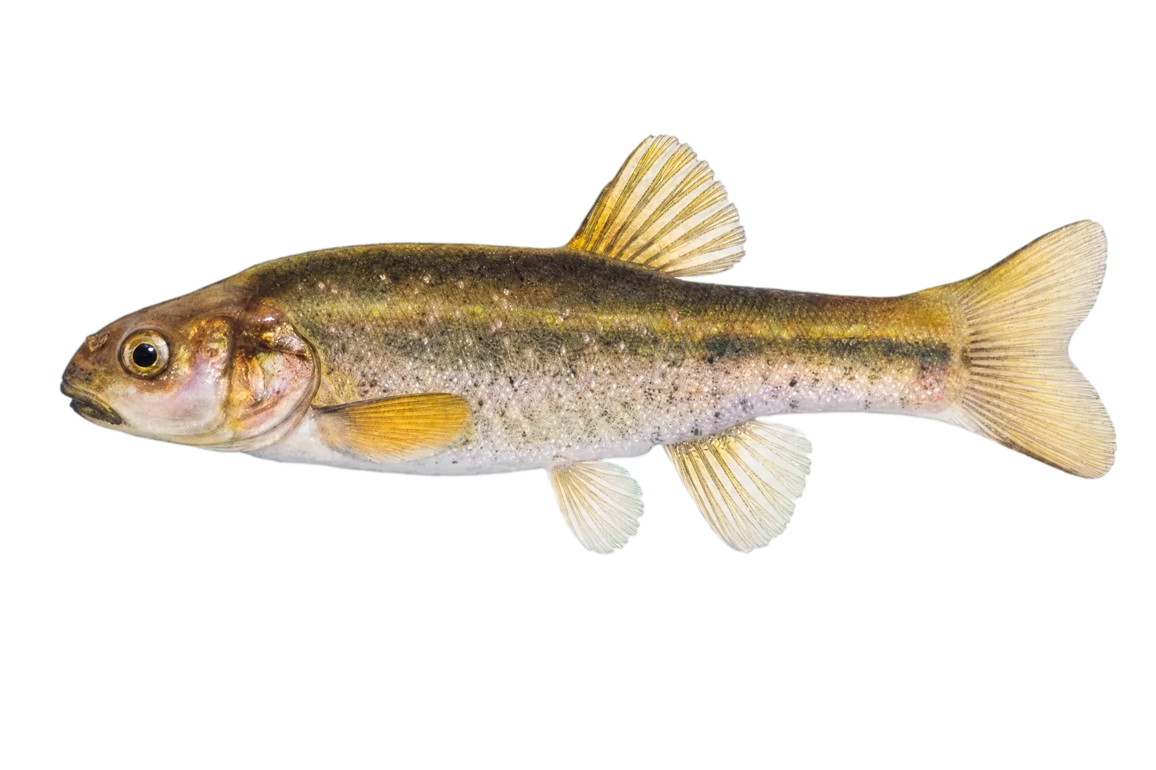 Desert dace (Eremichthys acros) specimen