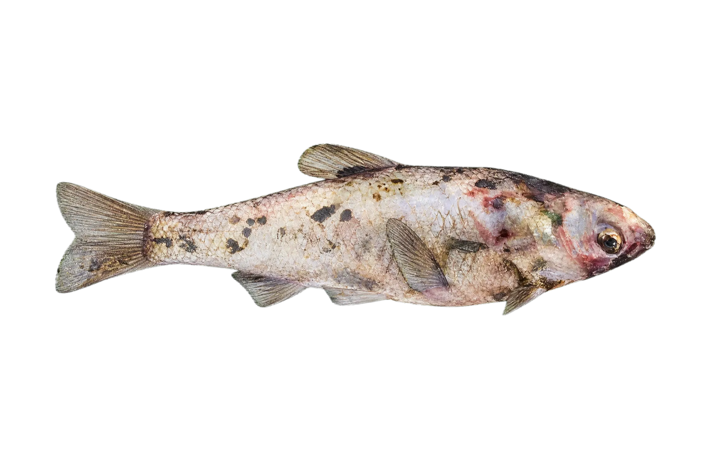 Eastern creek chubsucker (Erimyzon oblongus) specimen