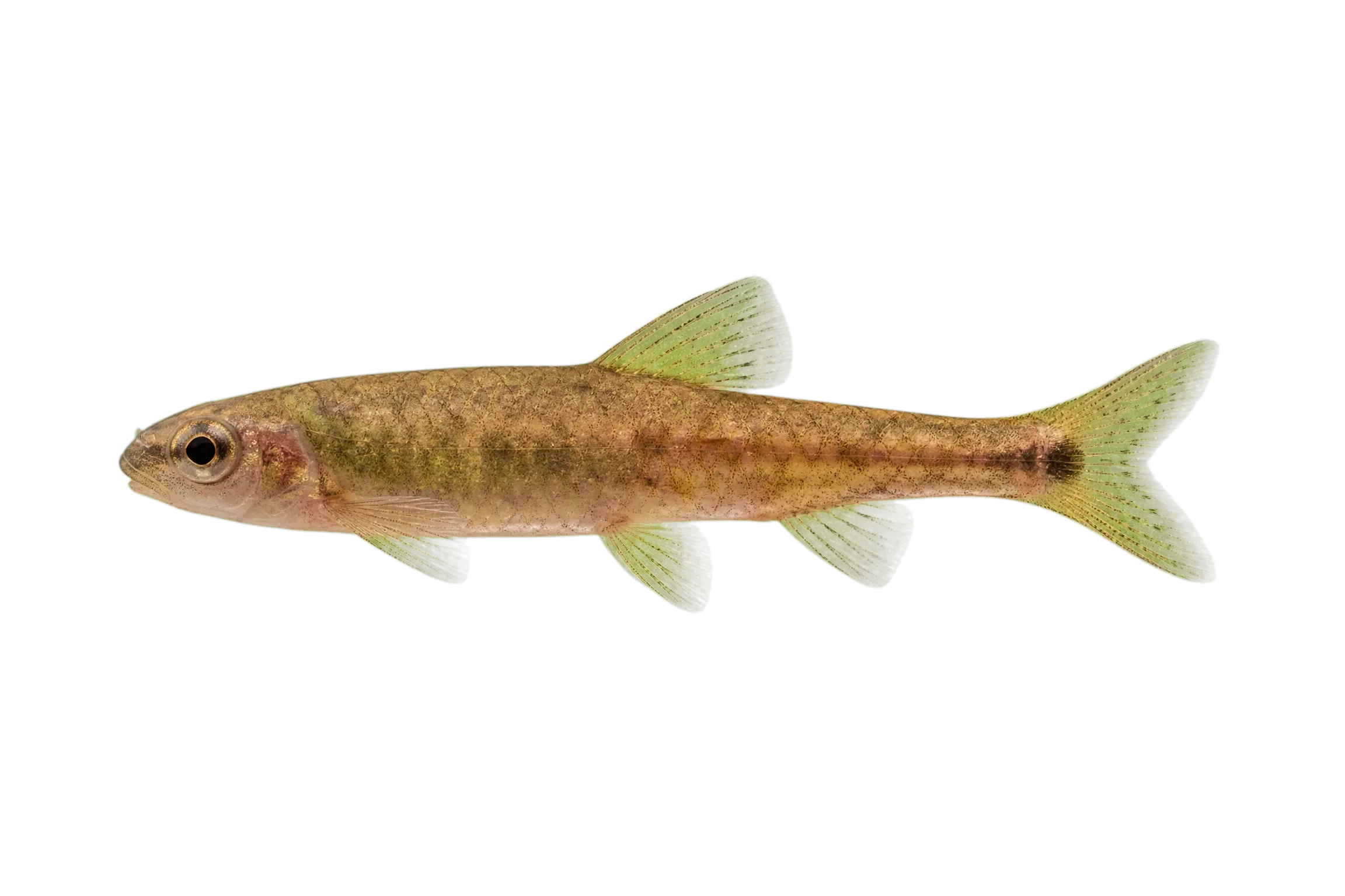 Six-lined prickleback (Ernogrammus hexagrammus) specimen