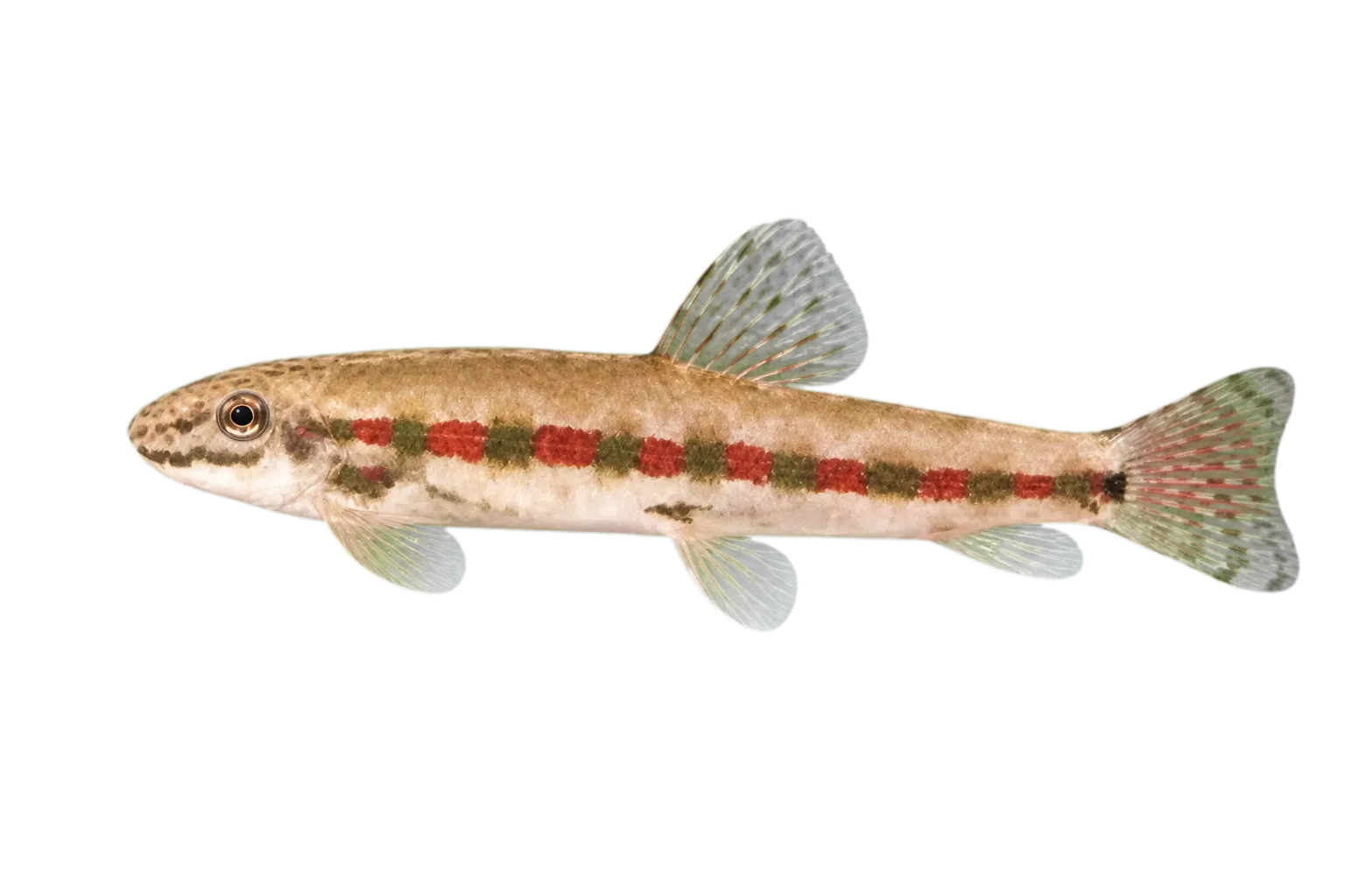 Erromyzon kalotaenia (Erromyzon kalotaenia) specimen