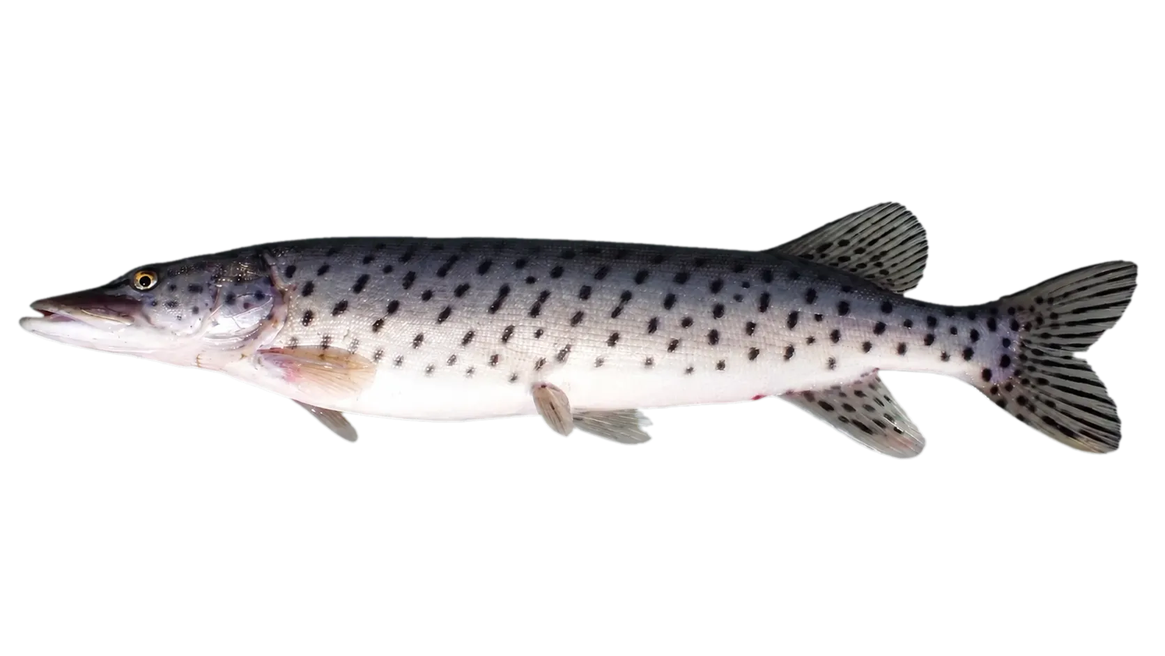Amur pike (Esox reichertii) specimen
