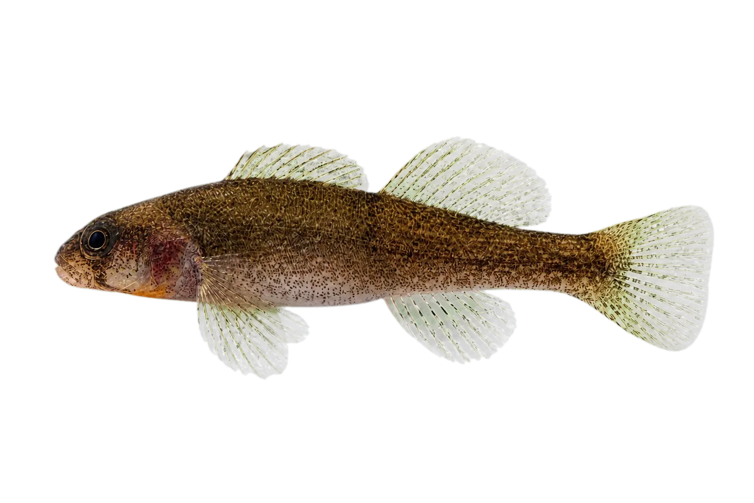 Autumn Darter (Etheostoma autumnale) specimen
