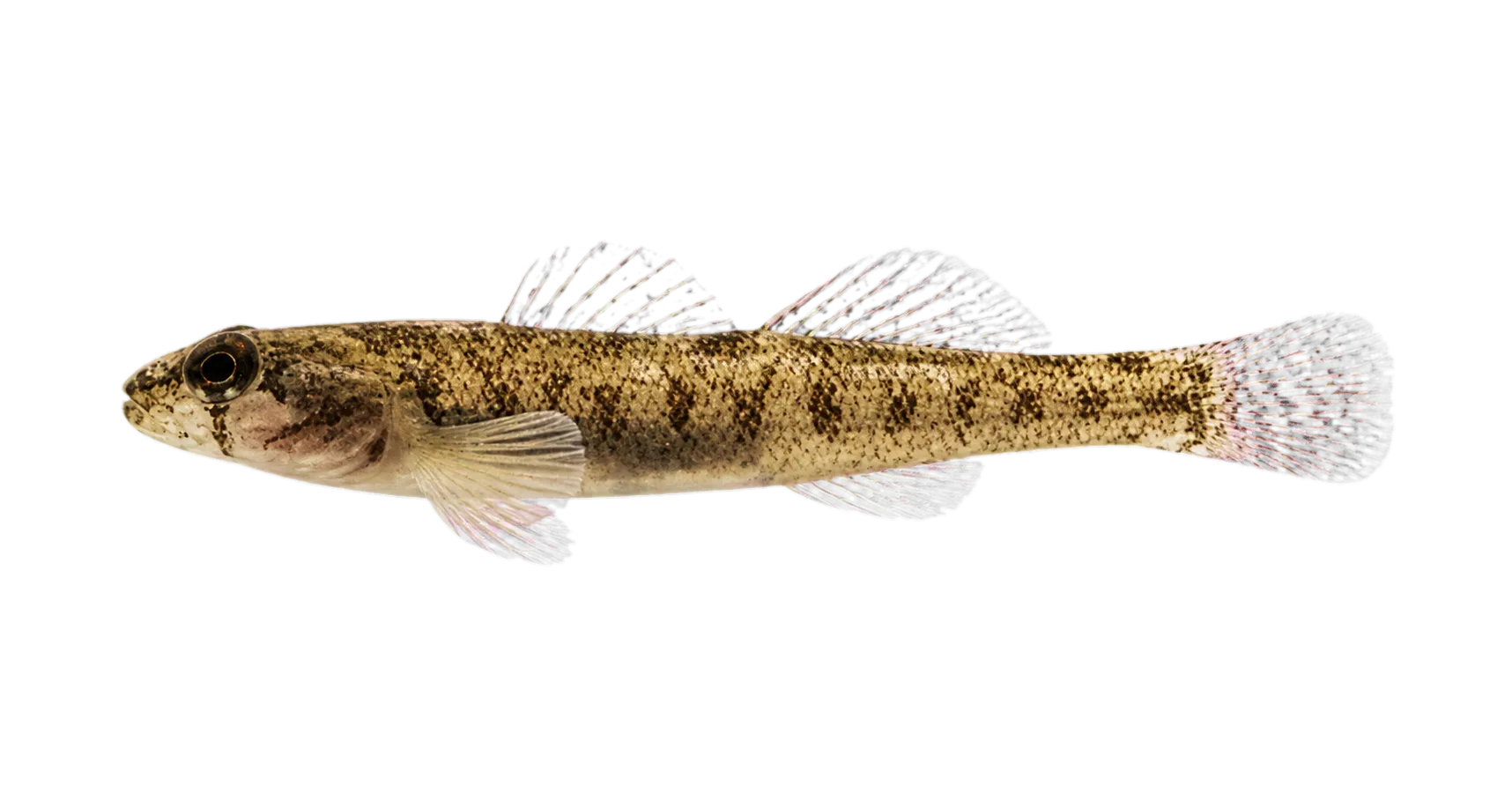 Teardrop darter (Etheostoma barbouri) specimen