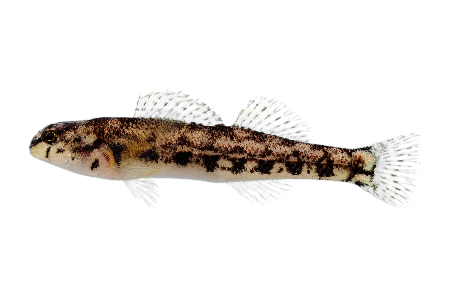 Warrior darter (Etheostoma bellator) specimen