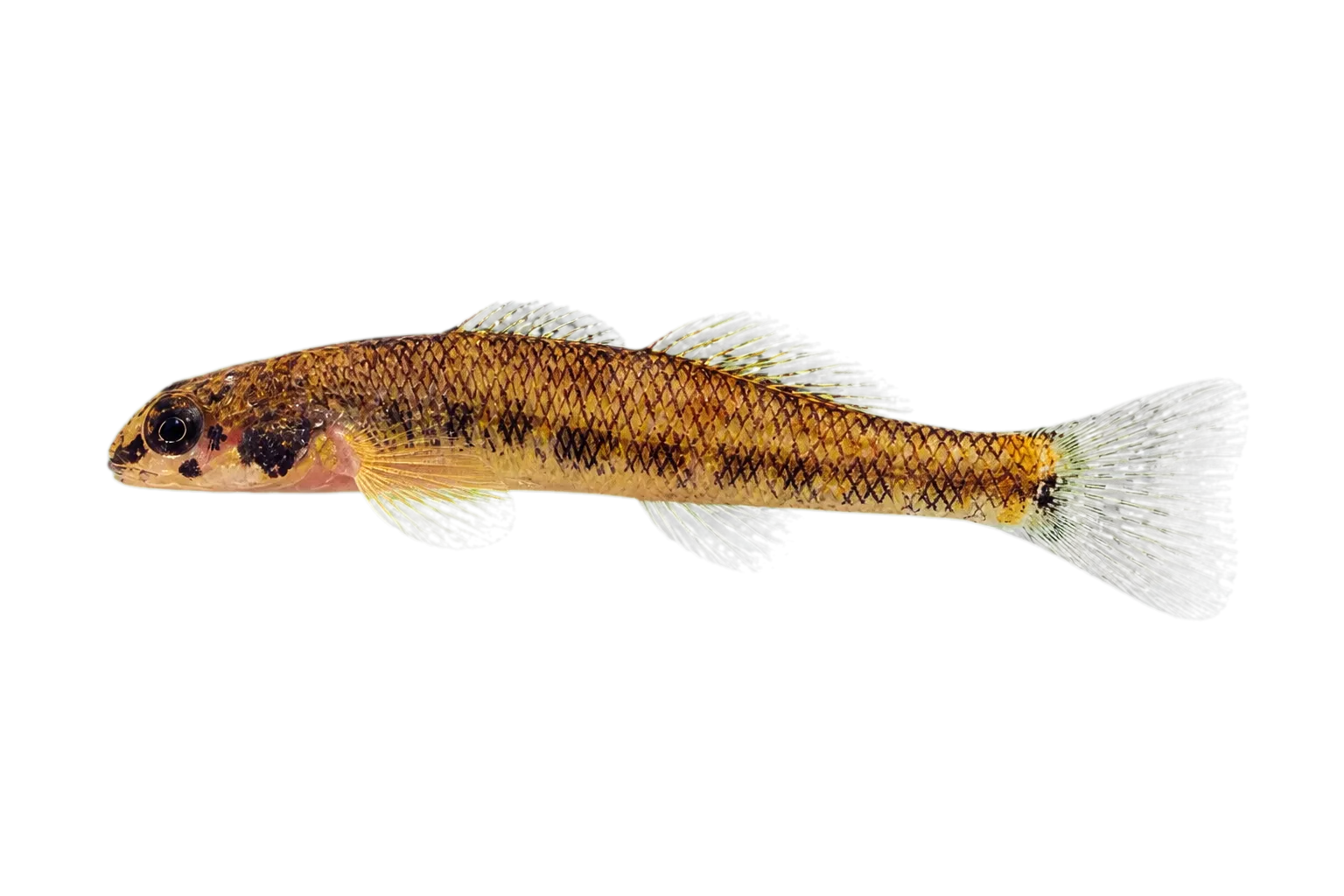 Beaded darter (Etheostoma clinton) specimen