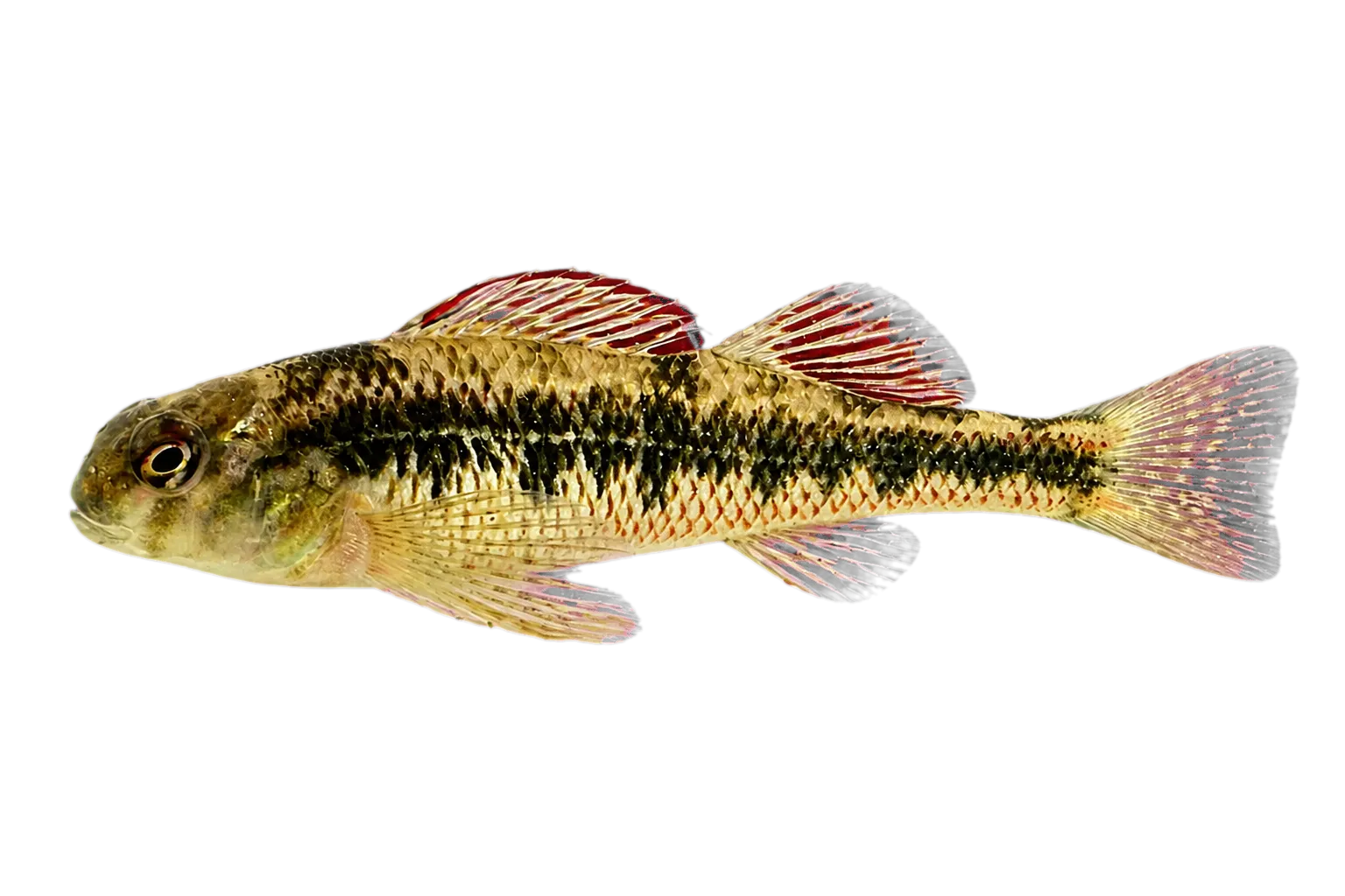 Kentucky darter (Etheostoma rafinesquei) specimen