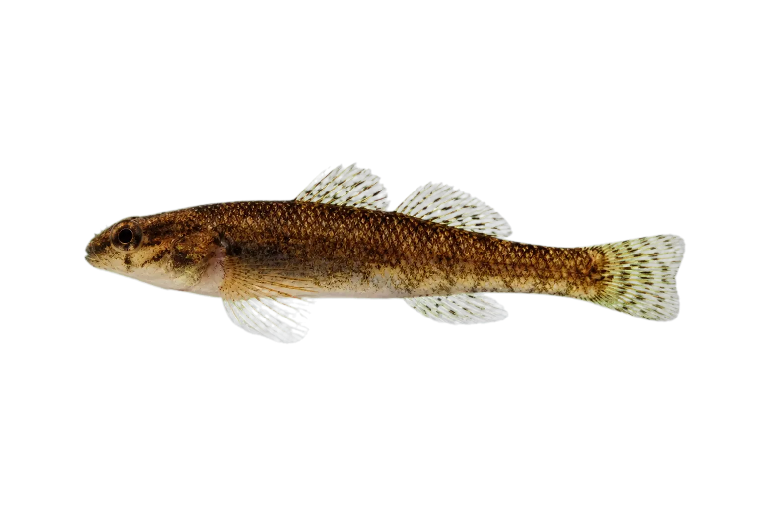 Tallapoosa darter (Etheostoma tallapoosae) specimen