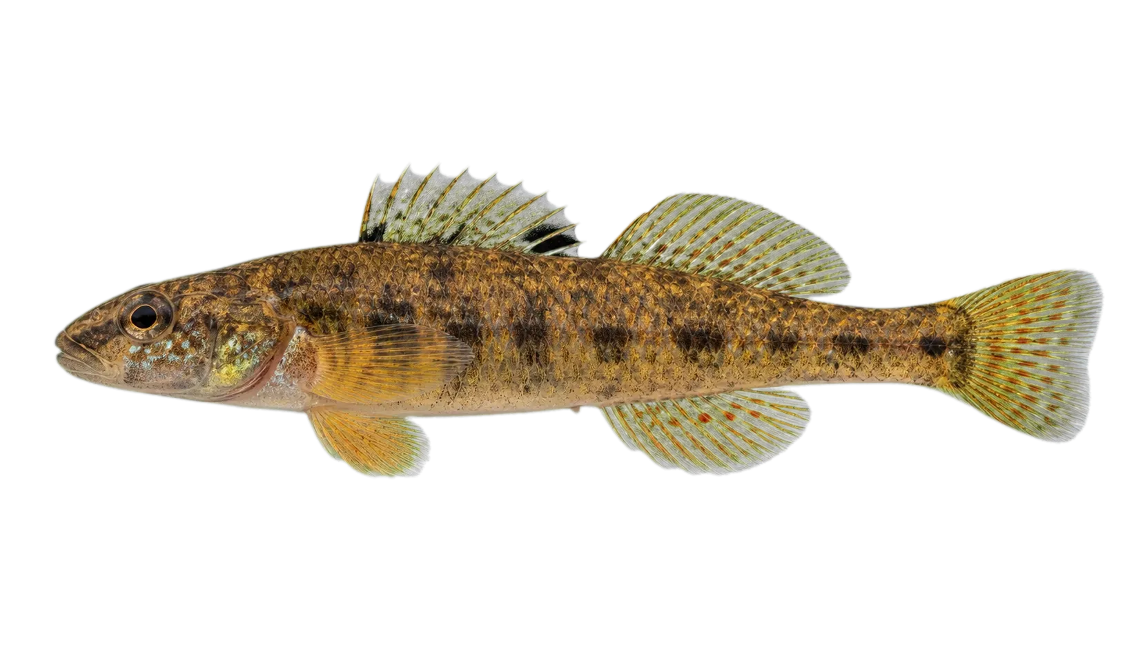 Trispot darter (Etheostoma trisella) specimen